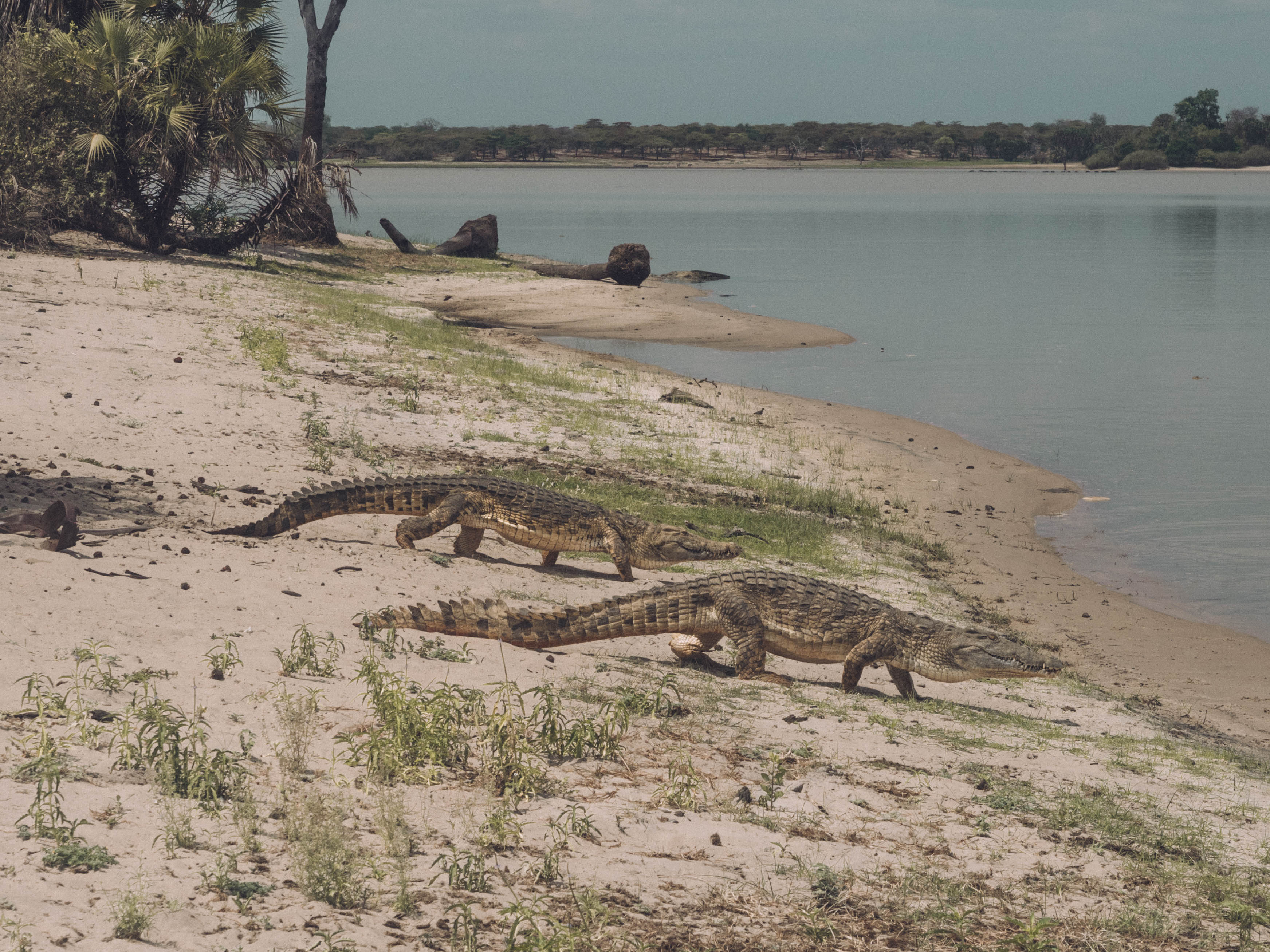 azura-selous-safari-tanzania-travel-blog-namibia-road-trip-self-drive-backpacking-travelling-the-world-solo