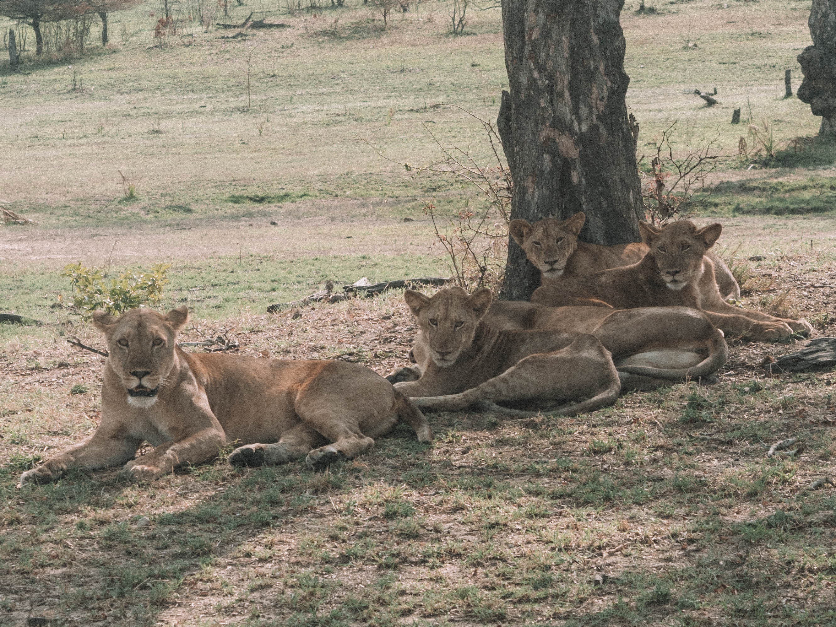 azura-selous-safari-tanzania-travel-blog-namibia-road-trip-self-drive-backpacking-travelling-the-world-solo