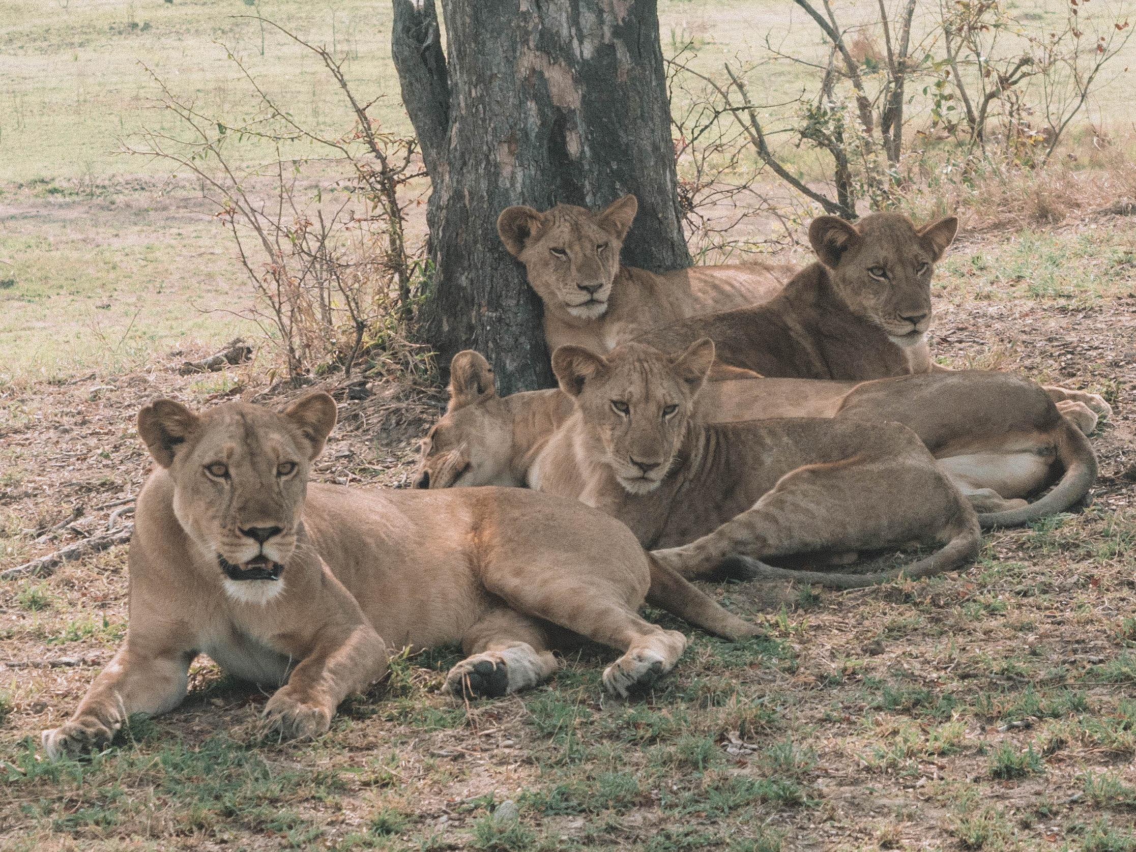 azura-selous-safari-tanzania-travel-blog-namibia-road-trip-self-drive-backpacking-travelling-the-world-solo