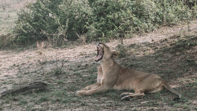 azura-selous-safari-tanzania-travel-blog-namibia-road-trip-self-drive-backpacking-travelling-the-world-solo