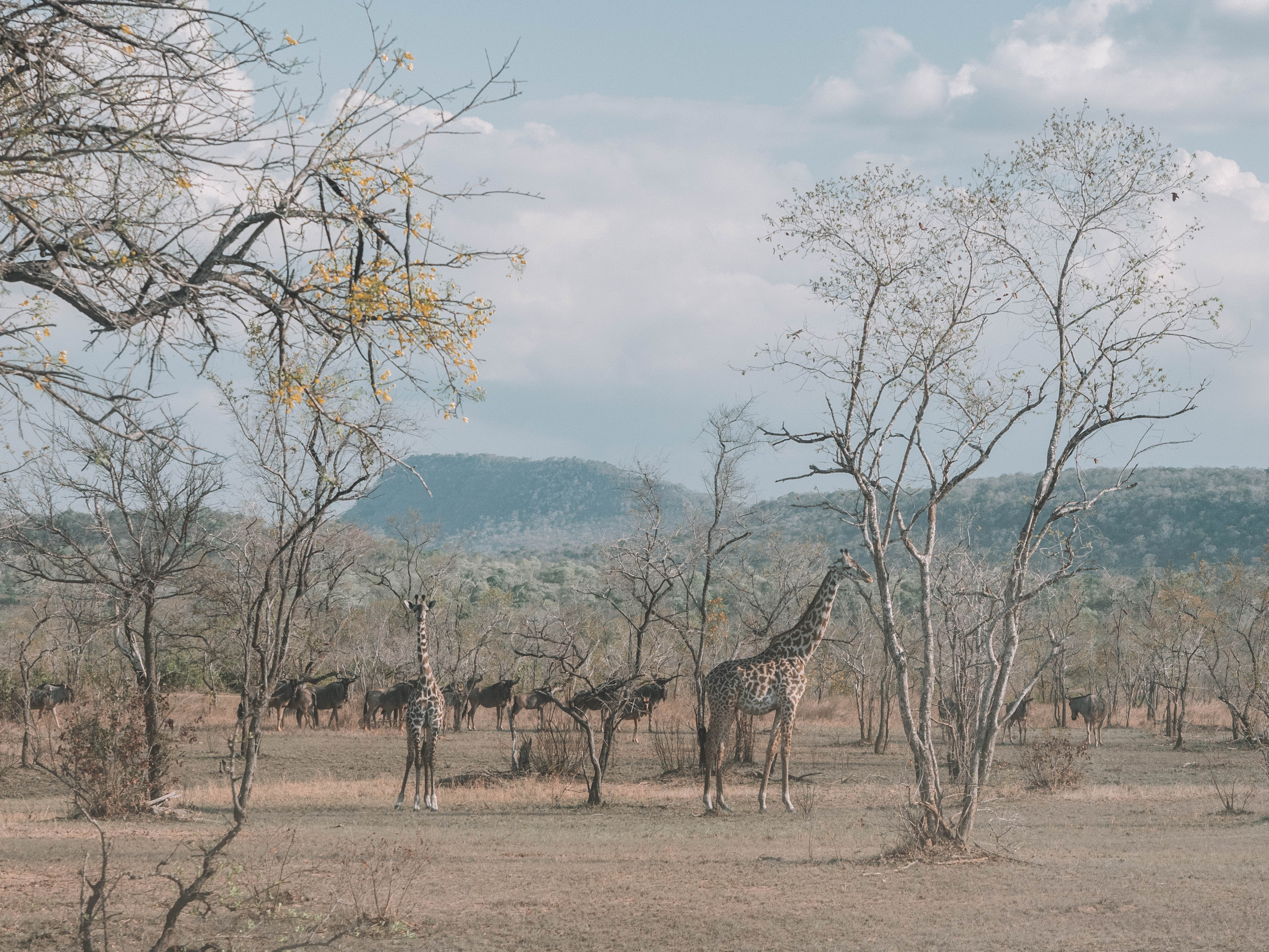 azura-selous-safari-tanzania-travel-blog-namibia-road-trip-self-drive-backpacking-travelling-the-world-solo