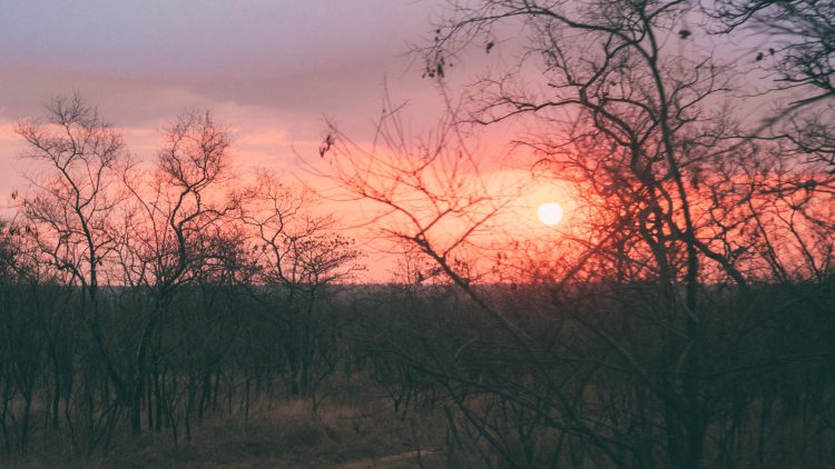 azura-selous-safari-tanzania-travel-blog-namibia-road-trip-self-drive-backpacking-travelling-the-world-solo