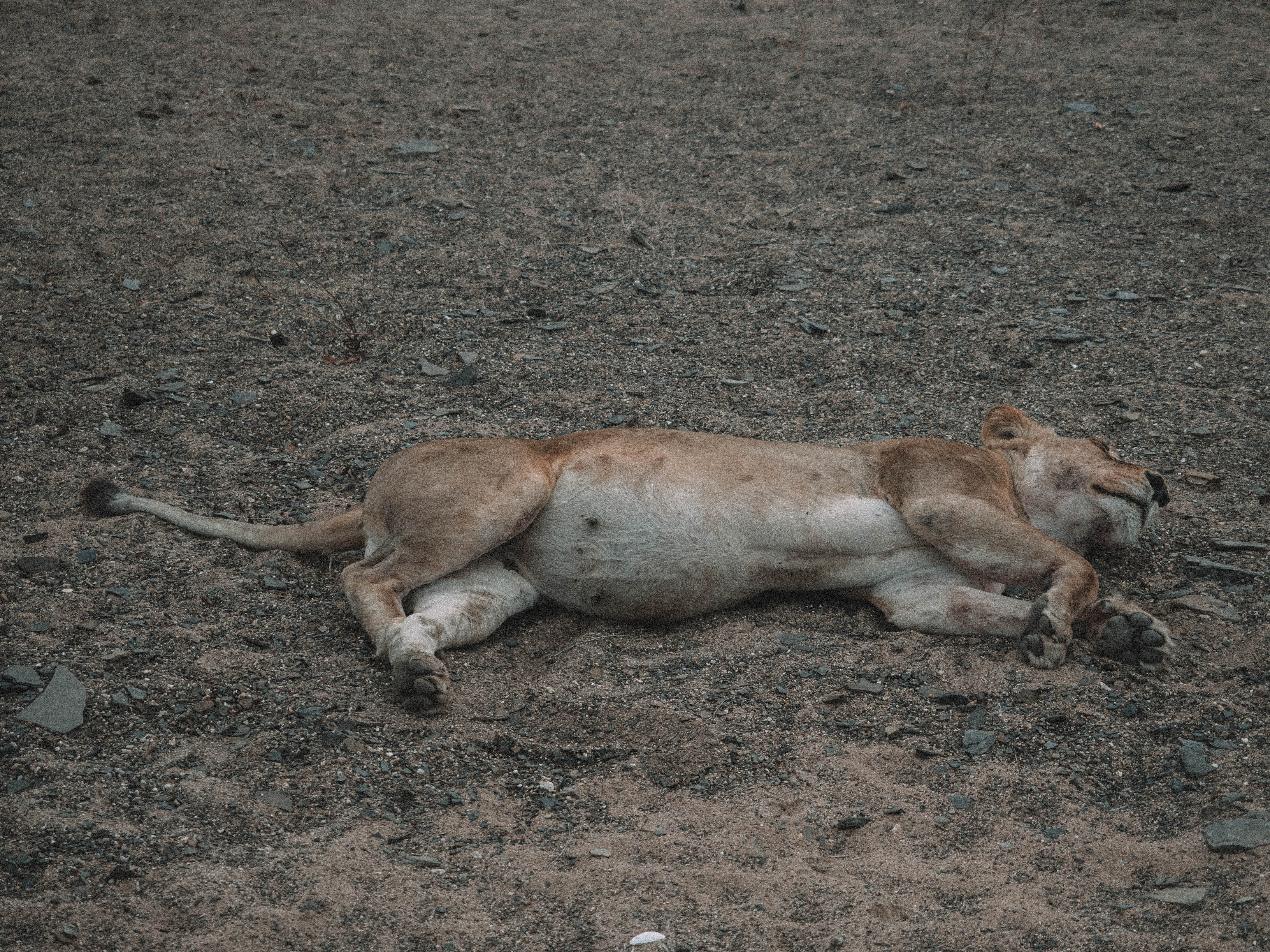 azura-selous-safari-tanzania-travel-blog-backpacking-travelling-the-world-solo