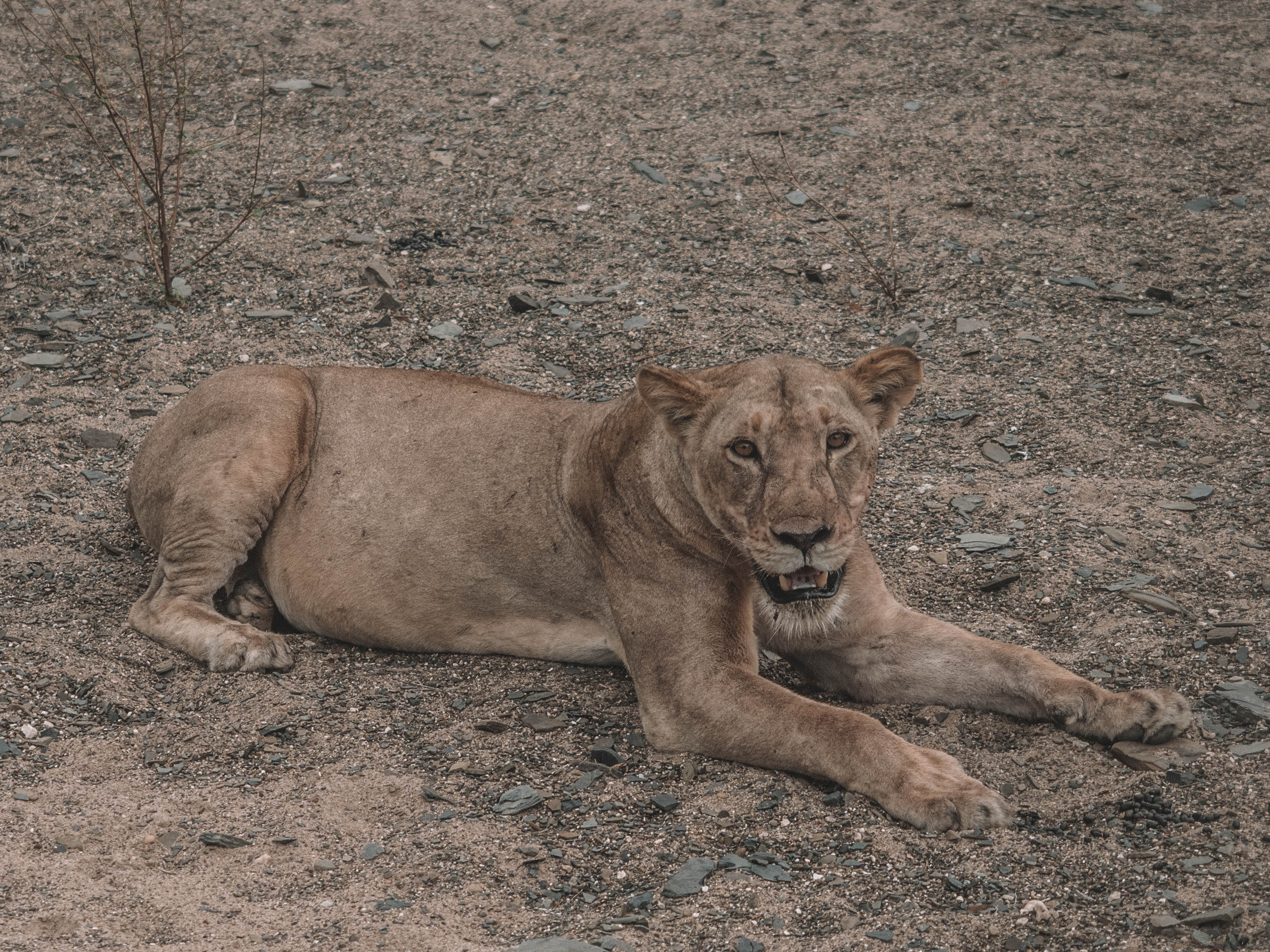 azura-selous-safari-tanzania-travel-blog-namibia-road-trip-self-drive-backpacking-travelling-the-world-solo