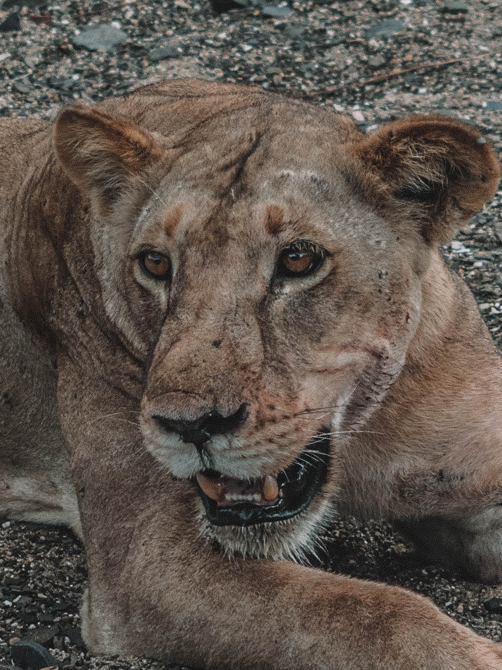 azura-selous-safari-tanzania-travel-blog-namibia-road-trip-self-drive-backpacking-travelling-the-world-solo