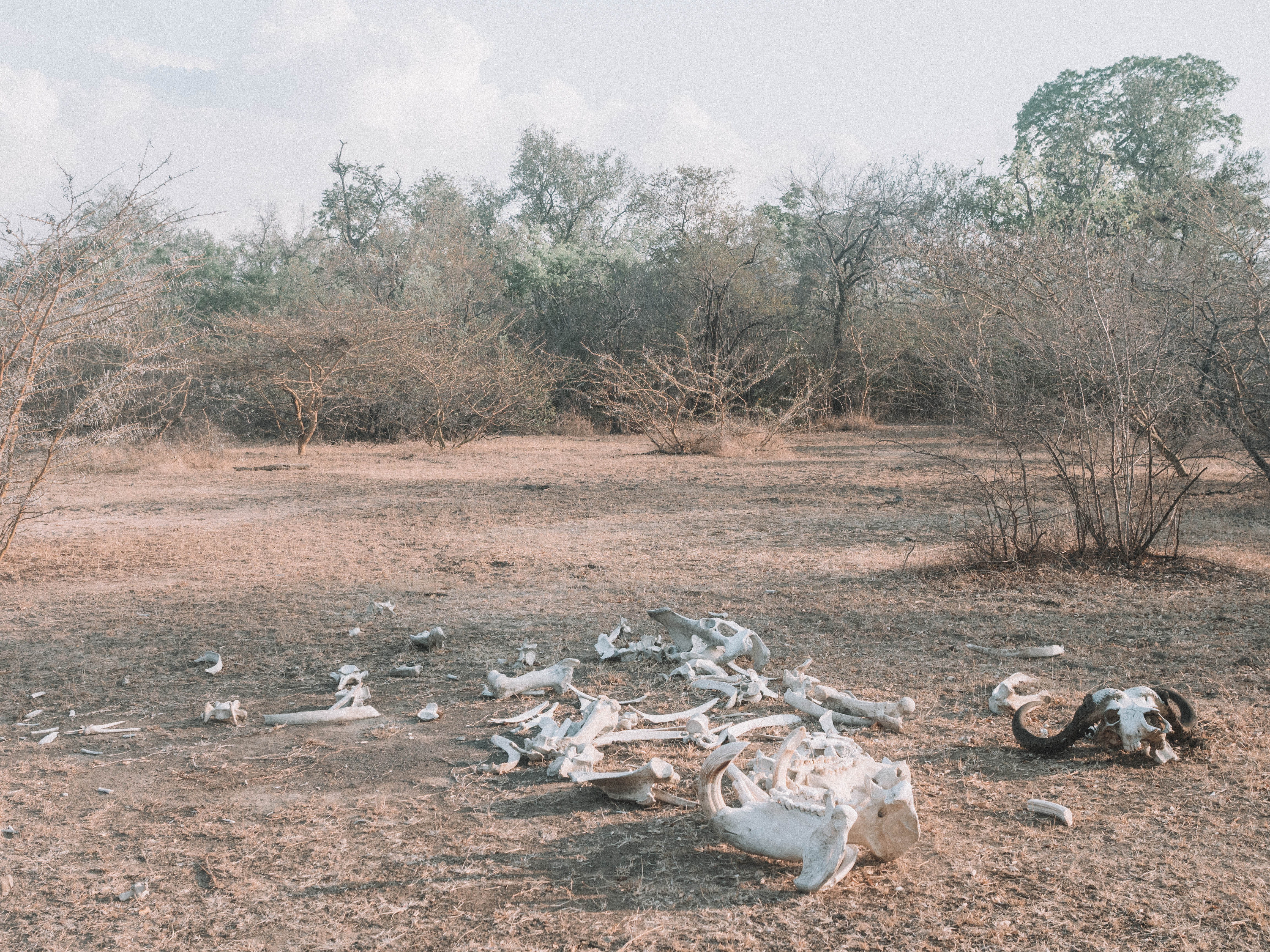 azura-selous-safari-tanzania-travel-blog-namibia-road-trip-self-drive-backpacking-travelling-the-world-solo