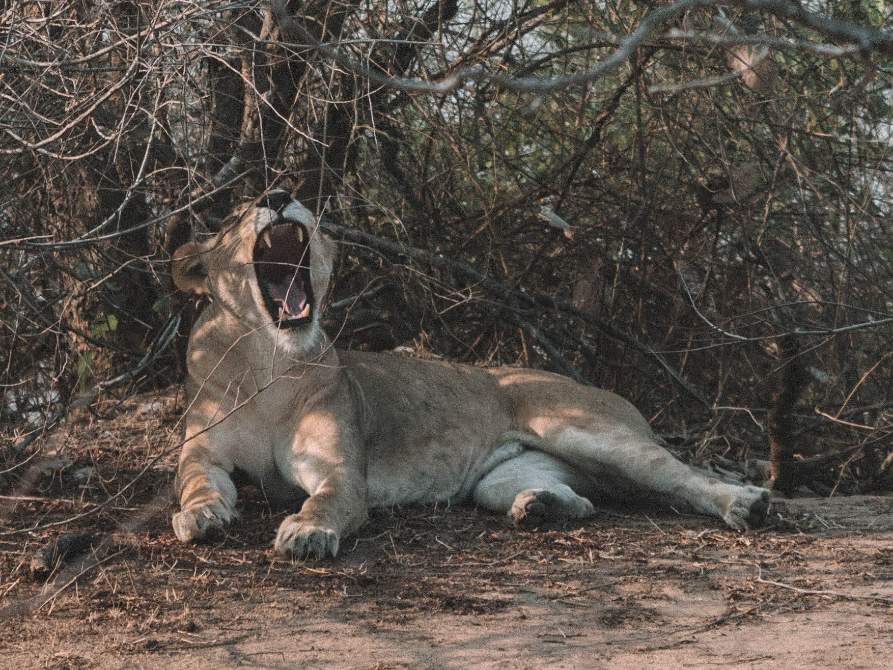 azura-selous-safari-tanzania-travel-blog-namibia-road-trip-self-drive-backpacking-travelling-the-world-solo