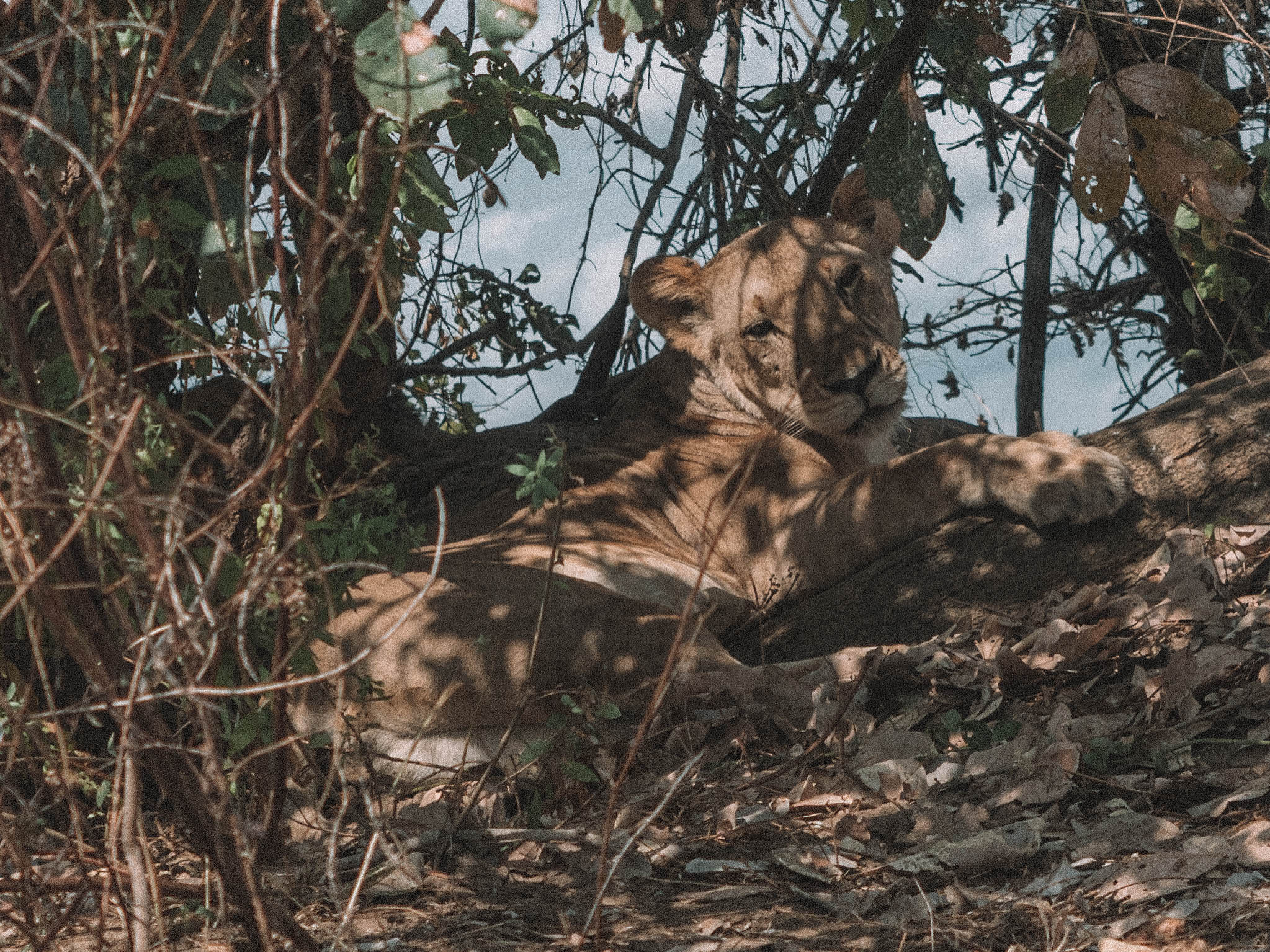 azura-selous-safari-tanzania-travel-blog-namibia-road-trip-self-drive-backpacking-travelling-the-world-solo