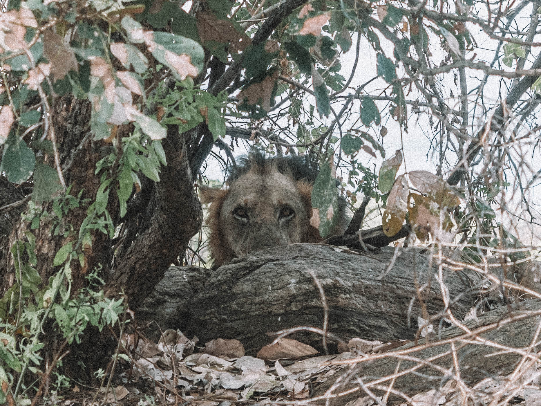 azura-selous-safari-tanzania-travel-blog-namibia-road-trip-self-drive-backpacking-travelling-the-world-solo