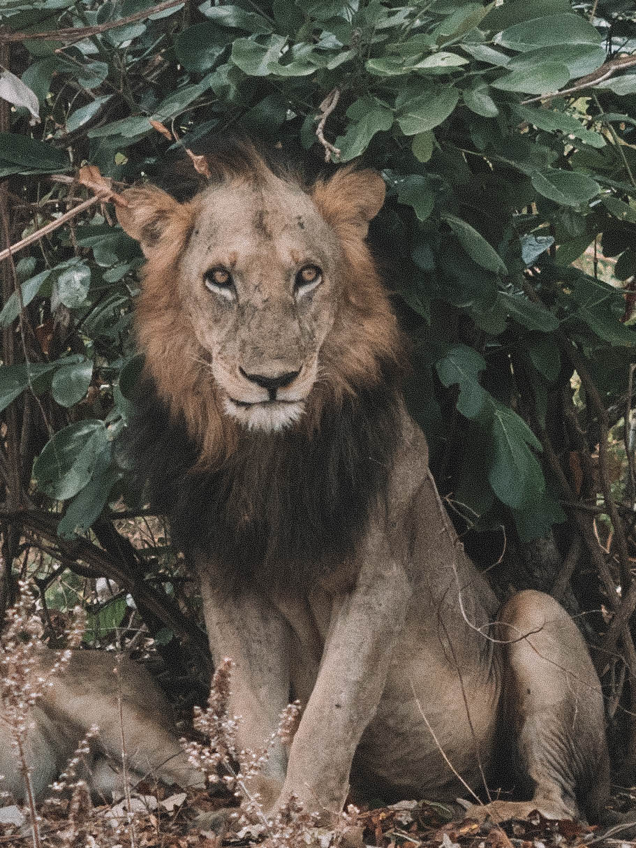 azura-selous-safari-tanzania-travel-blog-namibia-road-trip-self-drive-backpacking-travelling-the-world-solo