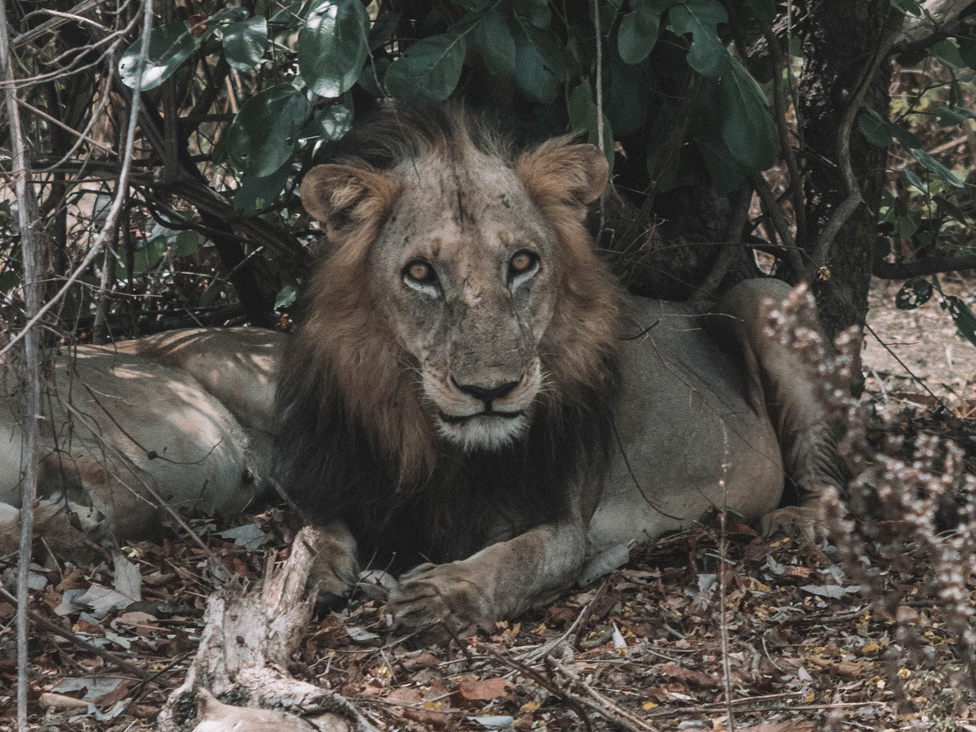 azura-selous-safari-tanzania-travel-blog-namibia-road-trip-self-drive-backpacking-travelling-the-world-solo