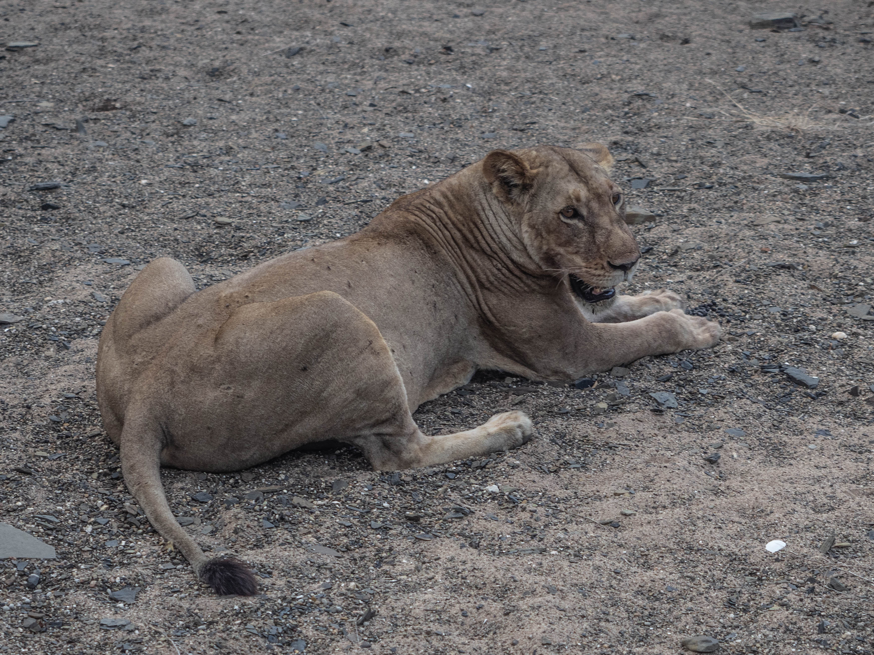 azura-selous-safari-tanzania-travel-blog-namibia-road-trip-self-drive-backpacking-travelling-the-world-solo