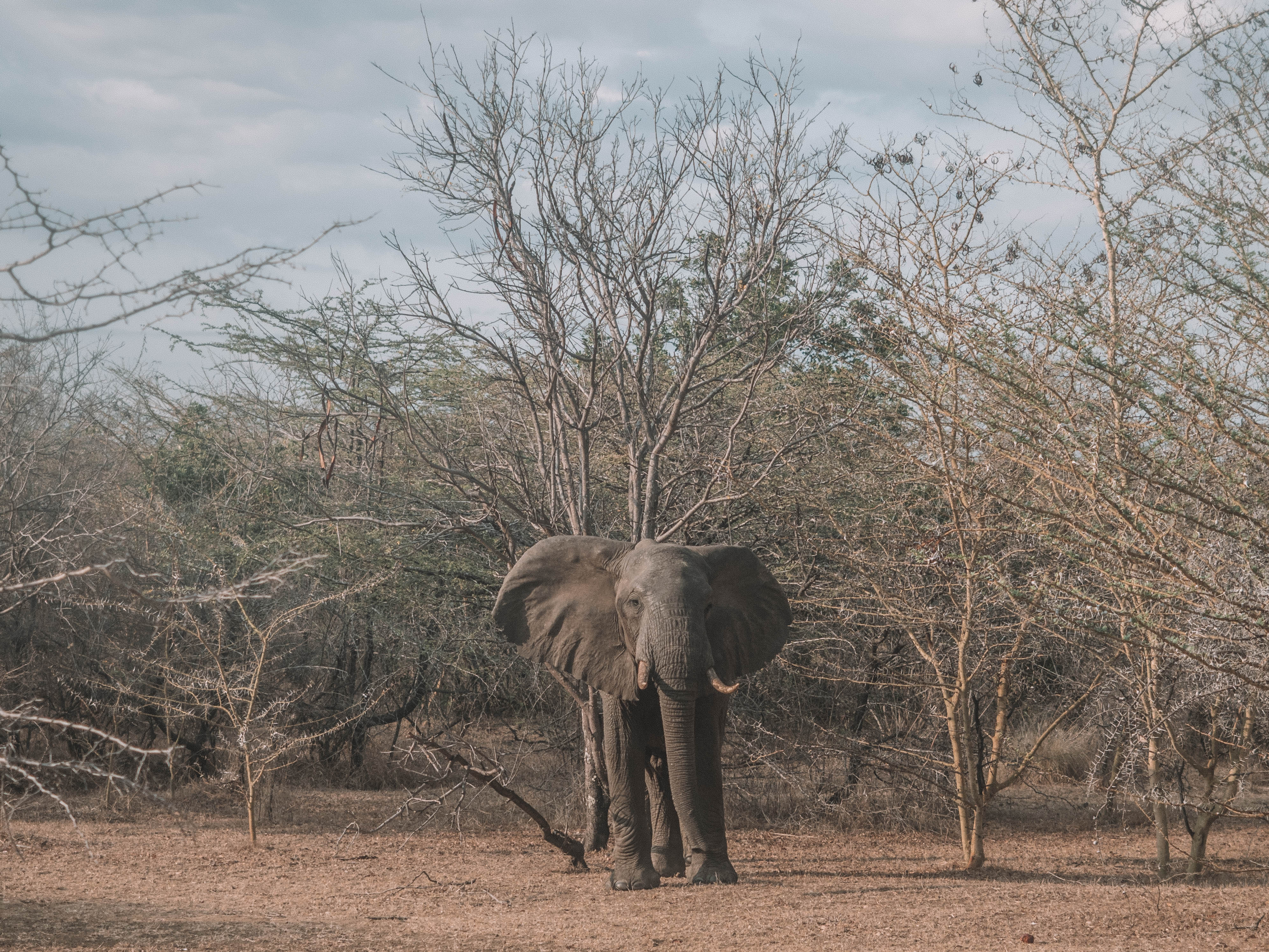 azura-selous-safari-tanzania-travel-blog-namibia-road-trip-self-drive-backpacking-travelling-the-world-solo