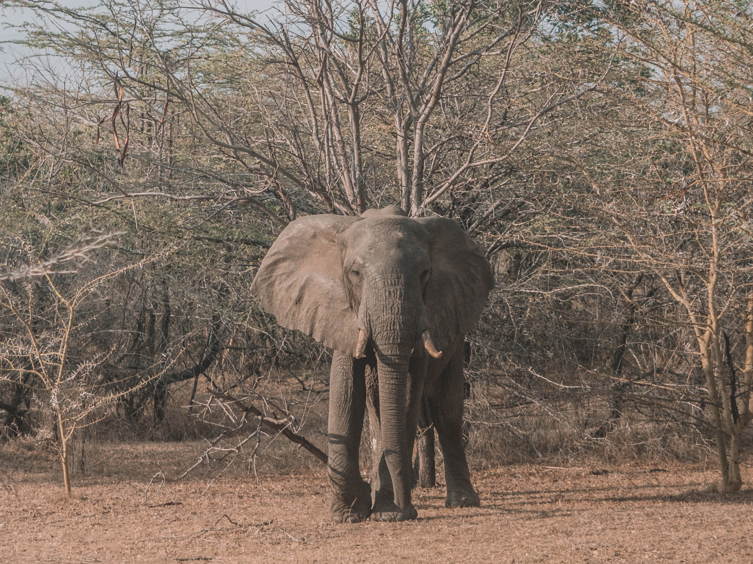 azura-selous-safari-tanzania-travel-blog-namibia-road-trip-self-drive-backpacking-travelling-the-world-solo