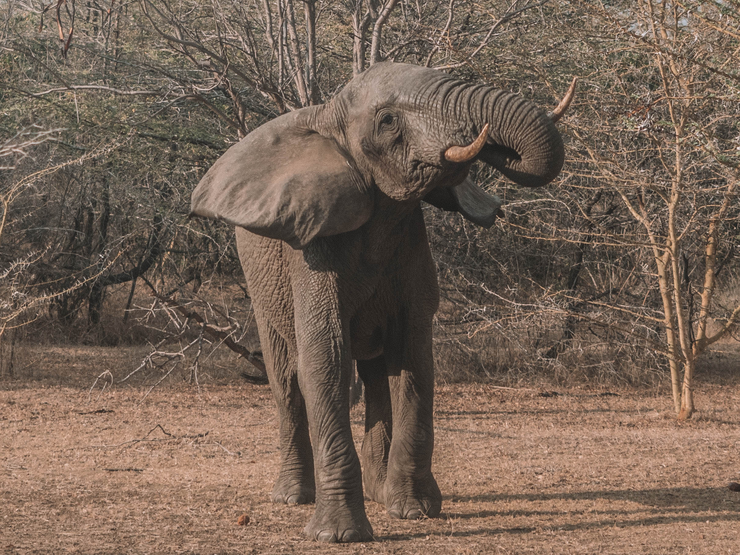 azura-selous-safari-tanzania-travel-blog-namibia-road-trip-self-drive-backpacking-travelling-the-world-solo