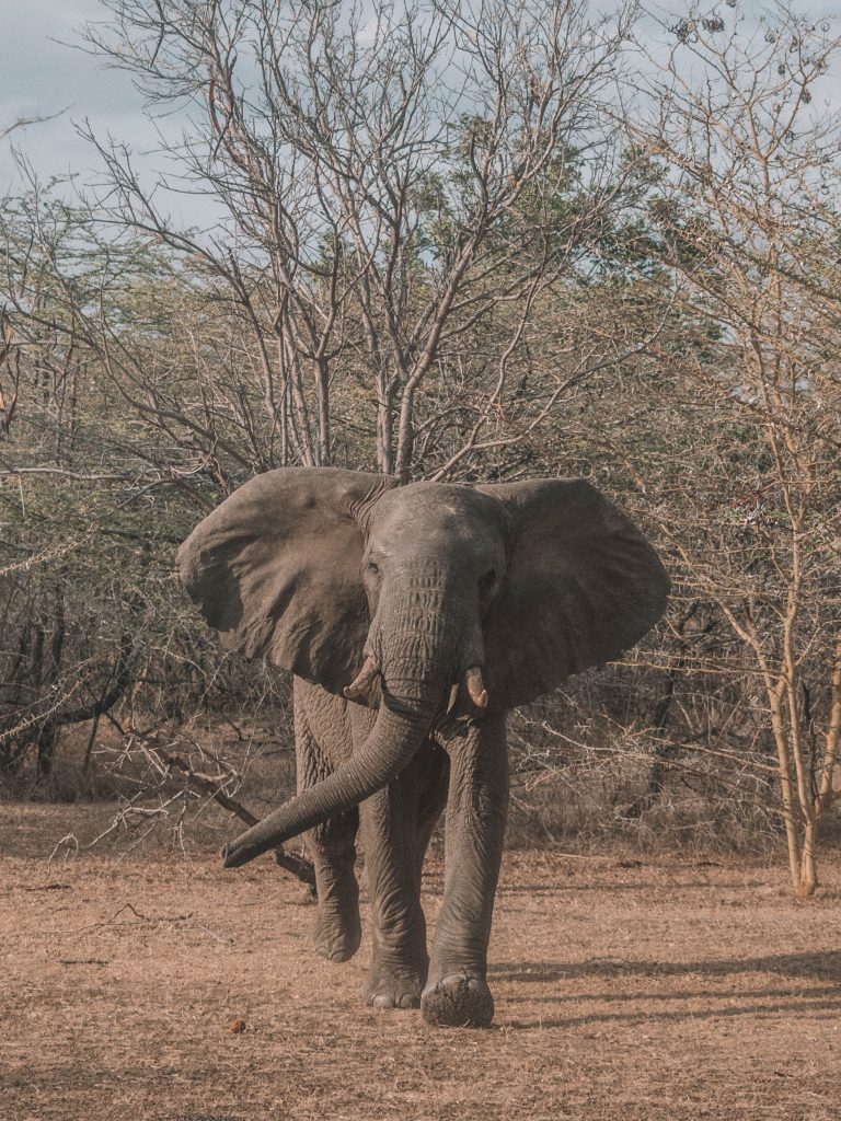 azura-selous-safari-tanzania-travel-blog-namibia-road-trip-self-drive-backpacking-travelling-the-world-solo