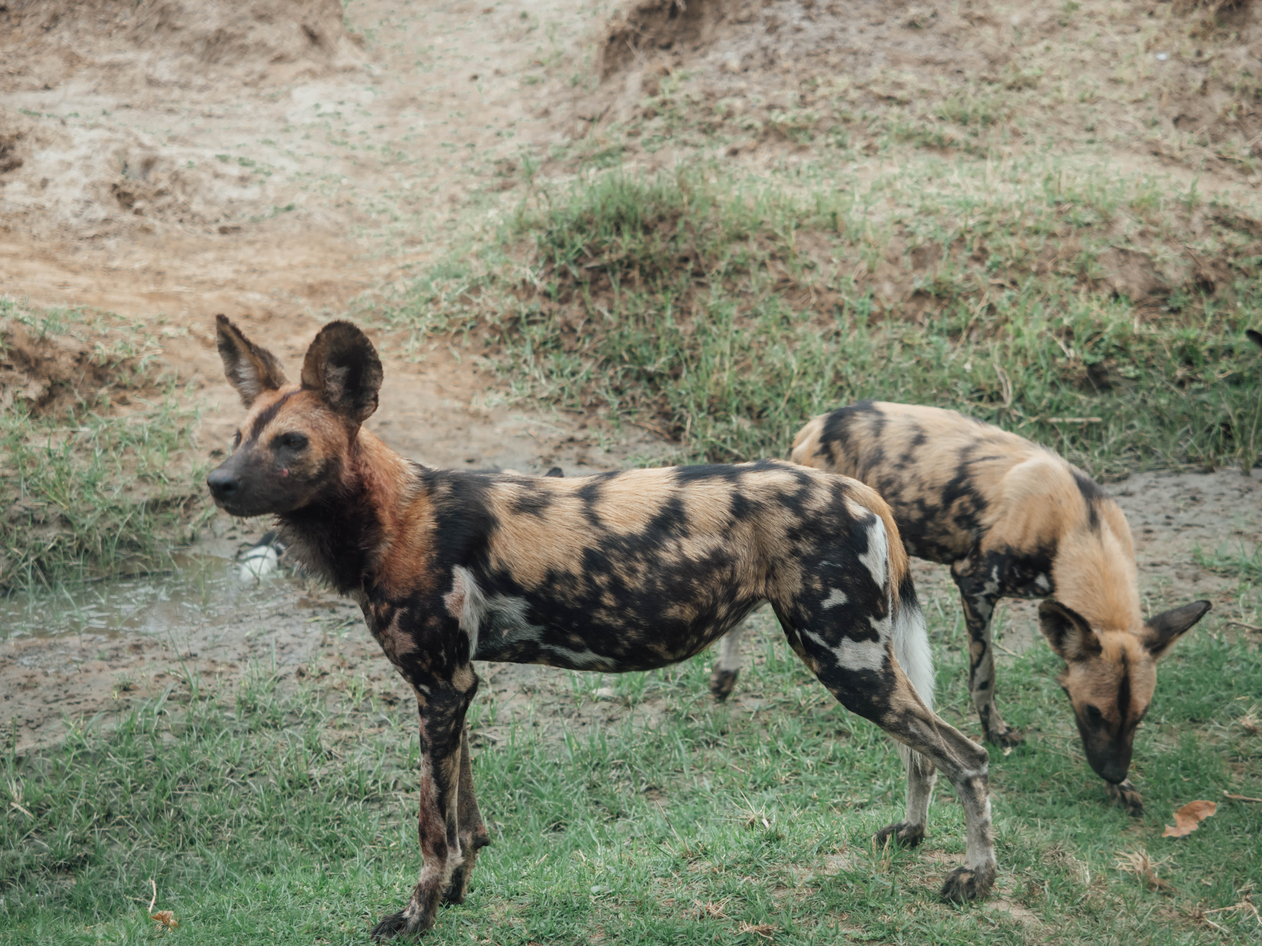 azura-selous-safari-tanzania-travel-blog-namibia-road-trip-self-drive-backpacking-travelling-the-world-solo