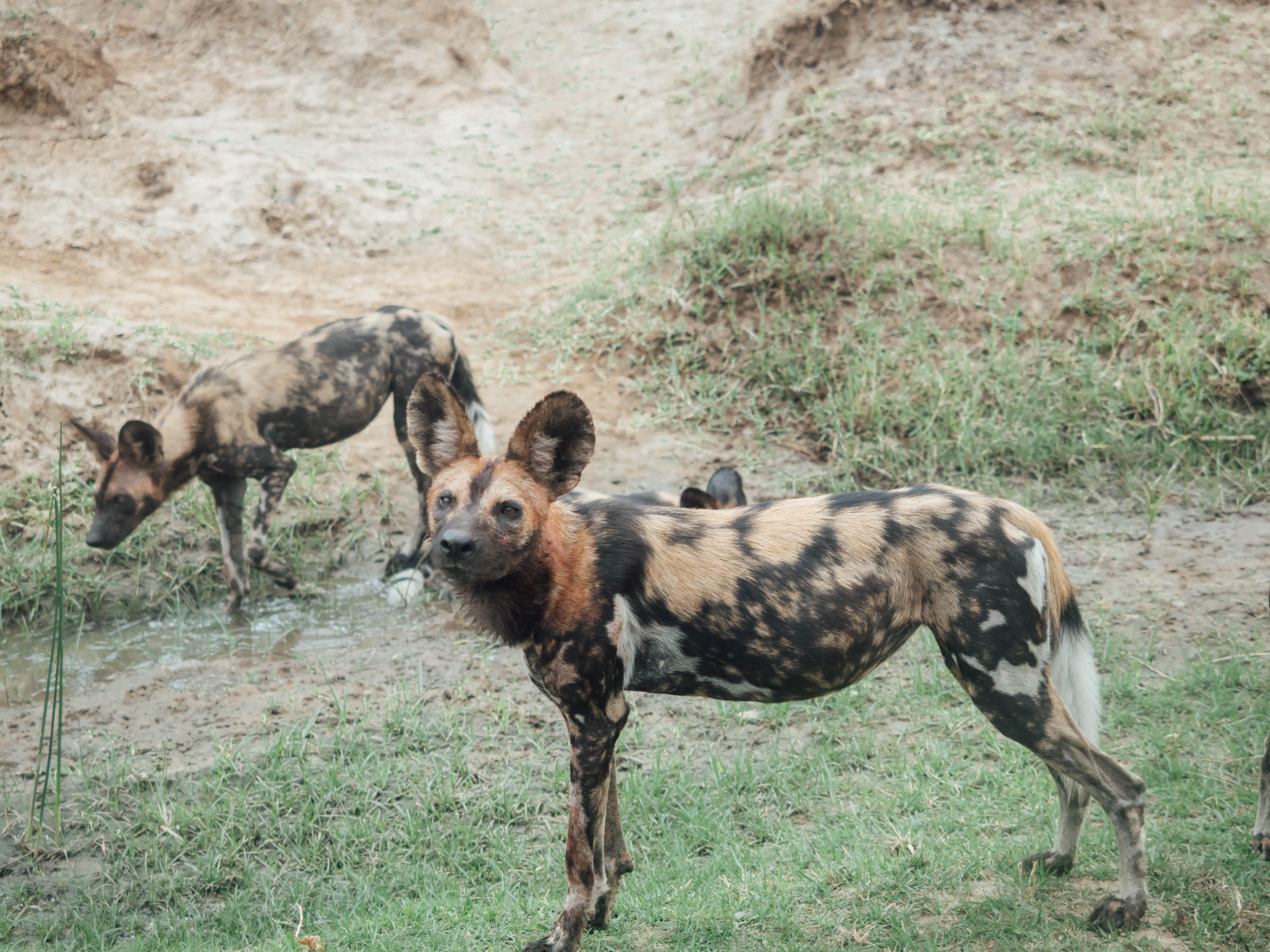 azura-selous-safari-tanzania-travel-blog-namibia-road-trip-self-drive-backpacking-travelling-the-world-solo