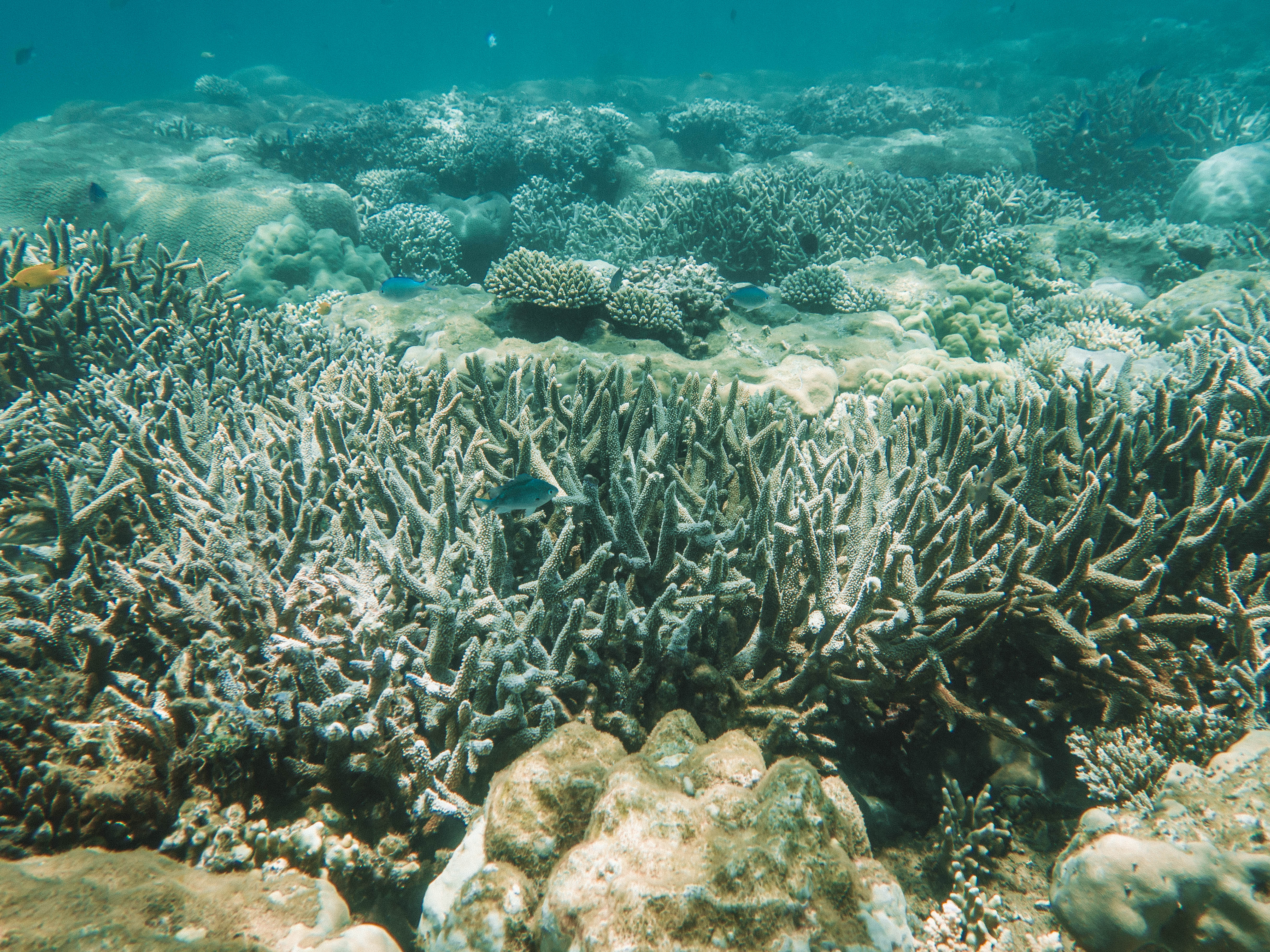 comoros-moheli-travel-blog-laka-lodge-scuba-diving-backpacking-travelling-the-world-solo