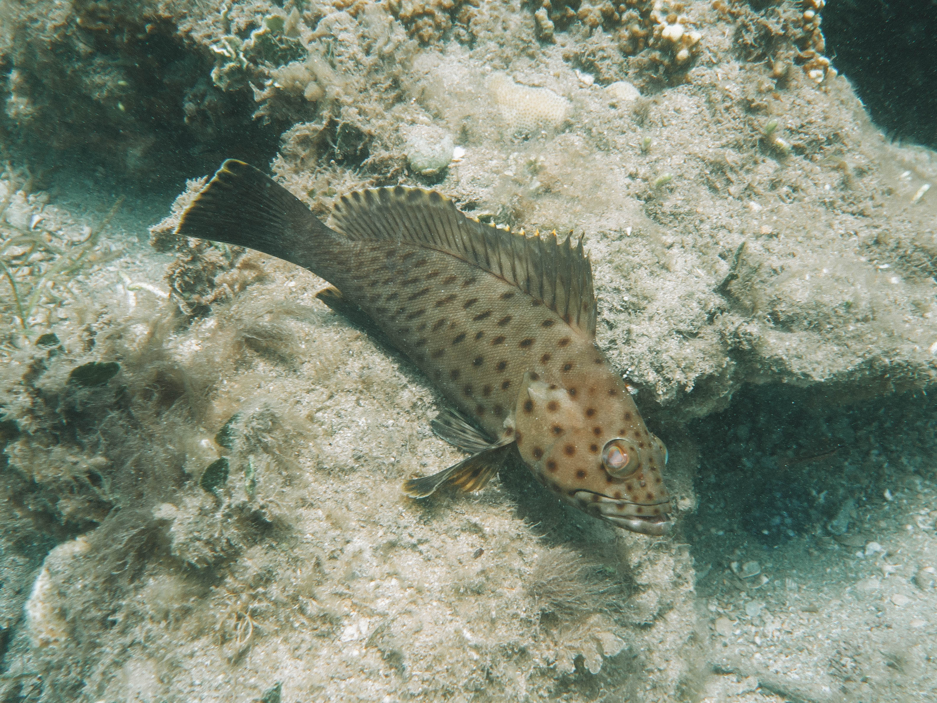 comoros-moheli-travel-blog-laka-lodge-scuba-diving-backpacking-travelling-the-world-solo