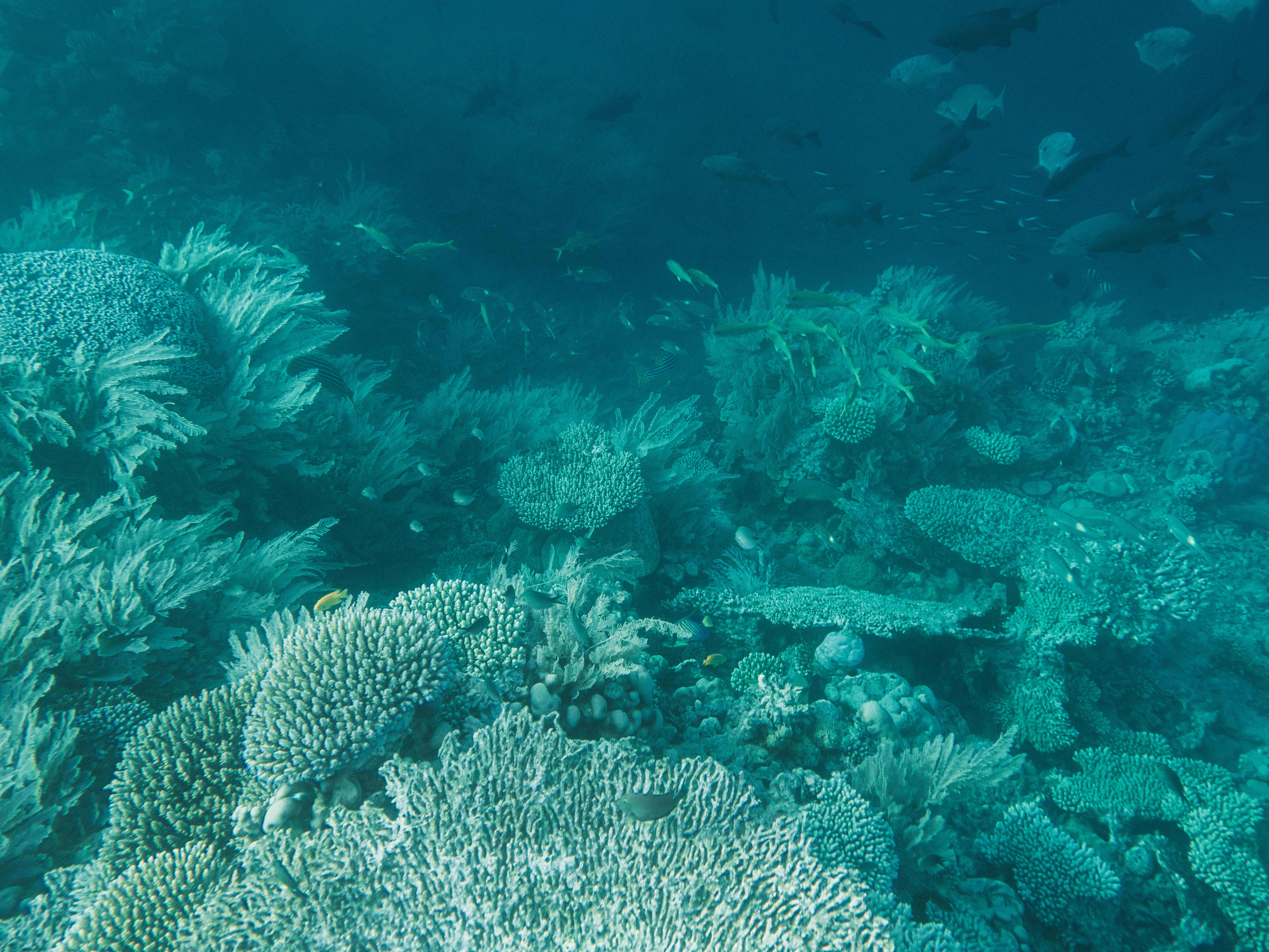 comoros-moheli-travel-blog-laka-lodge-scuba-diving-backpacking-travelling-the-world-solo