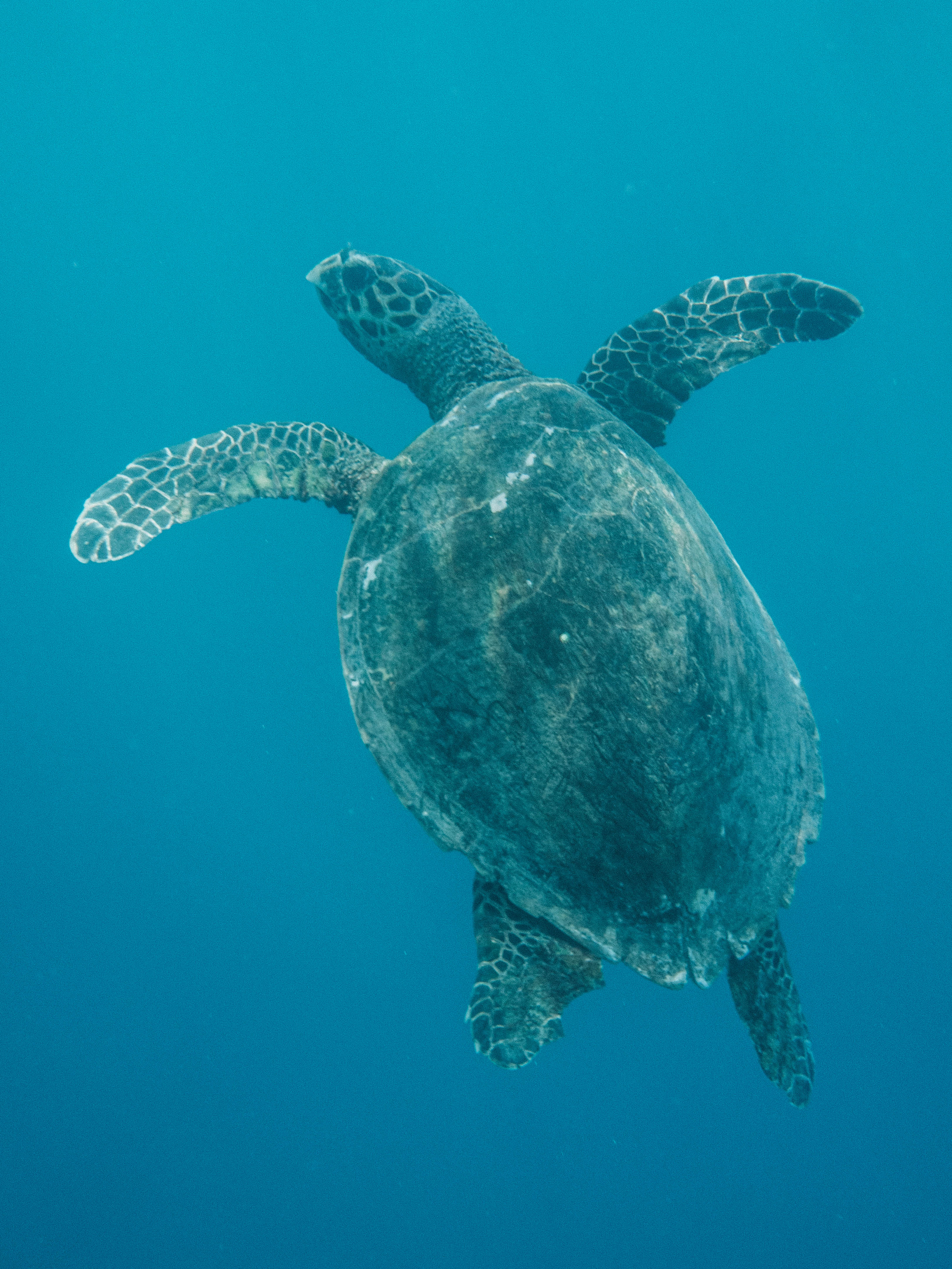 comoros-moheli-travel-blog-laka-lodge-scuba-diving-backpacking-travelling-the-world-solo