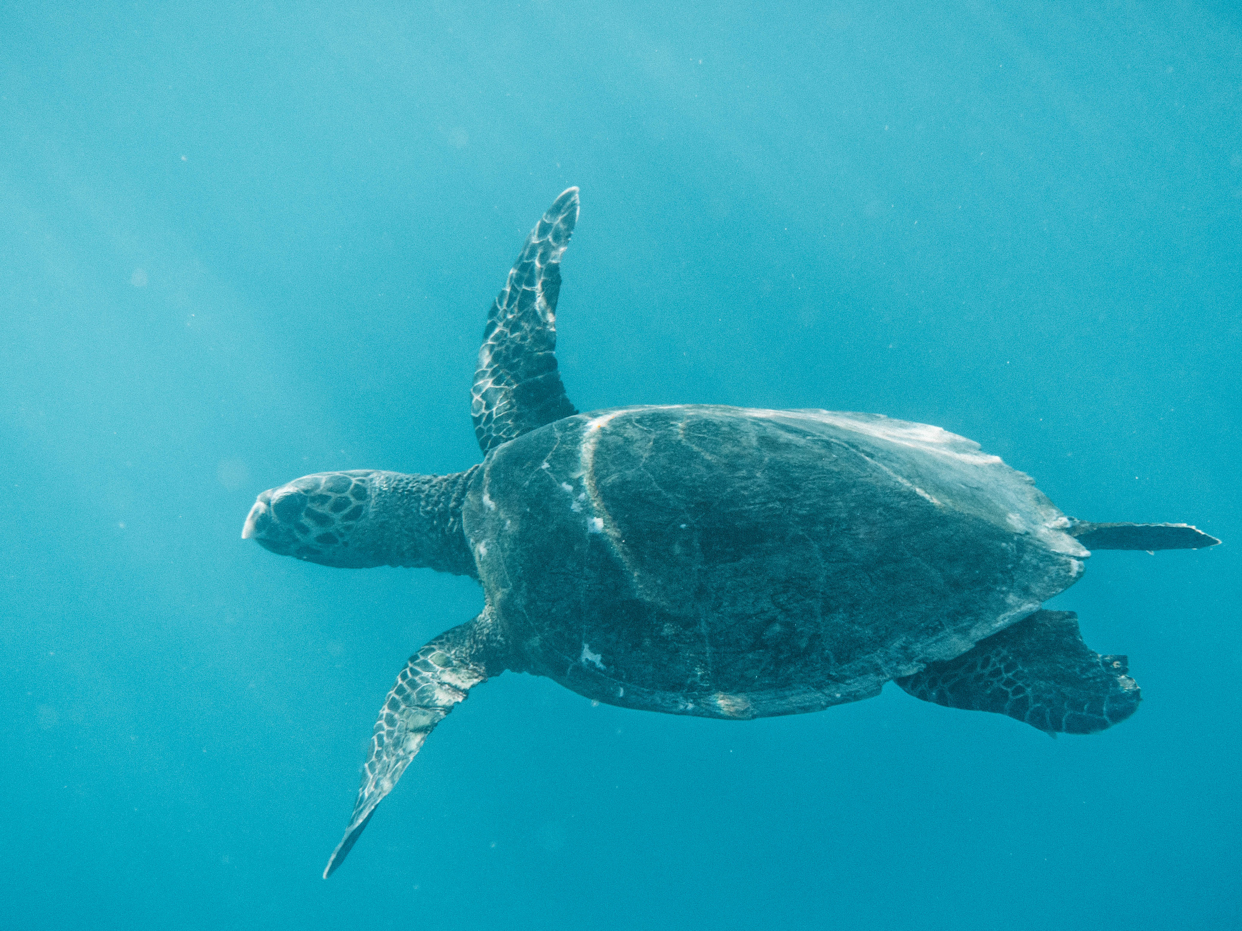 comoros-moheli-travel-blog-laka-lodge-scuba-diving-backpacking-travelling-the-world-solo