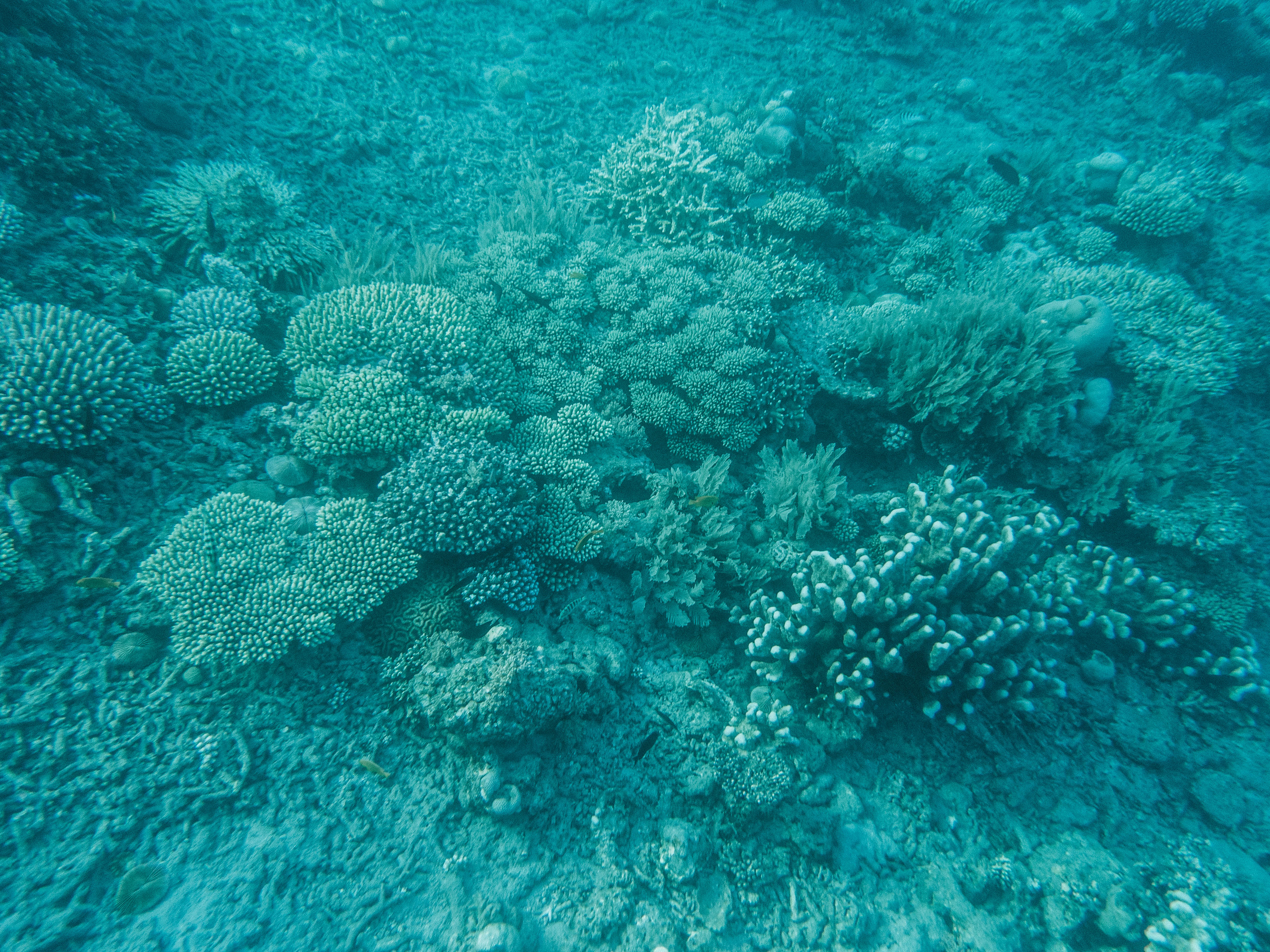 comoros-moheli-travel-blog-laka-lodge-scuba-diving-backpacking-travelling-the-world-solo