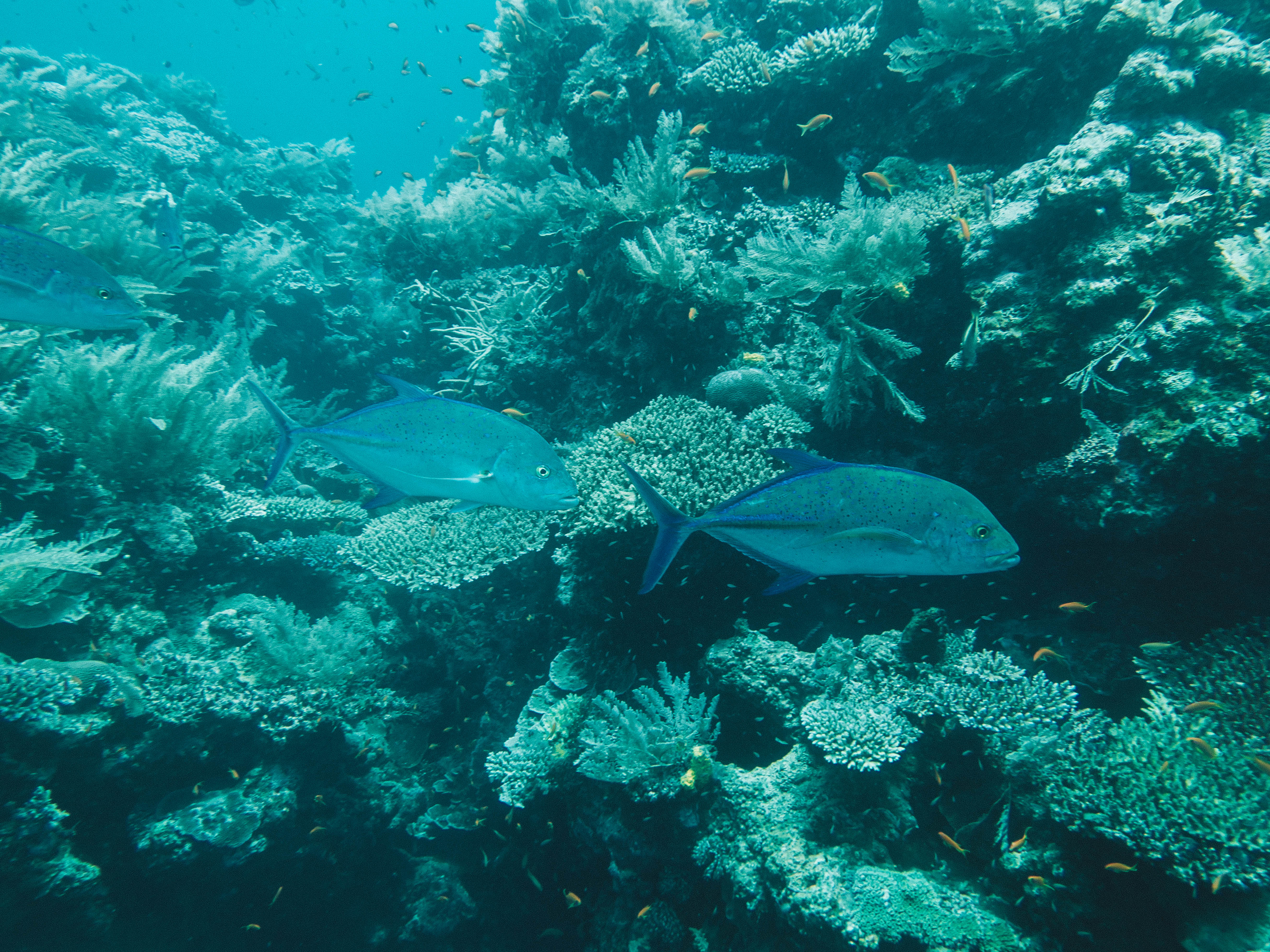 comoros-moheli-travel-blog-laka-lodge-scuba-diving-backpacking-travelling-the-world-solo