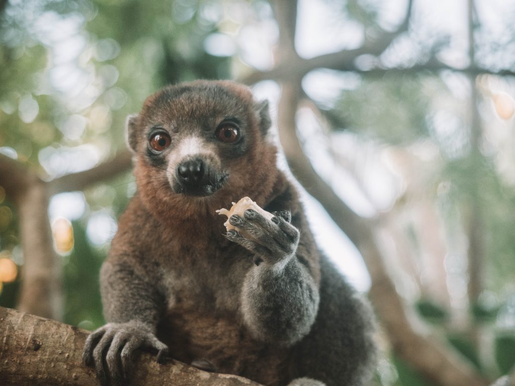 comoros-moheli-travel-blog-laka-lodge-scuba-diving-backpacking-travelling-the-world-solo