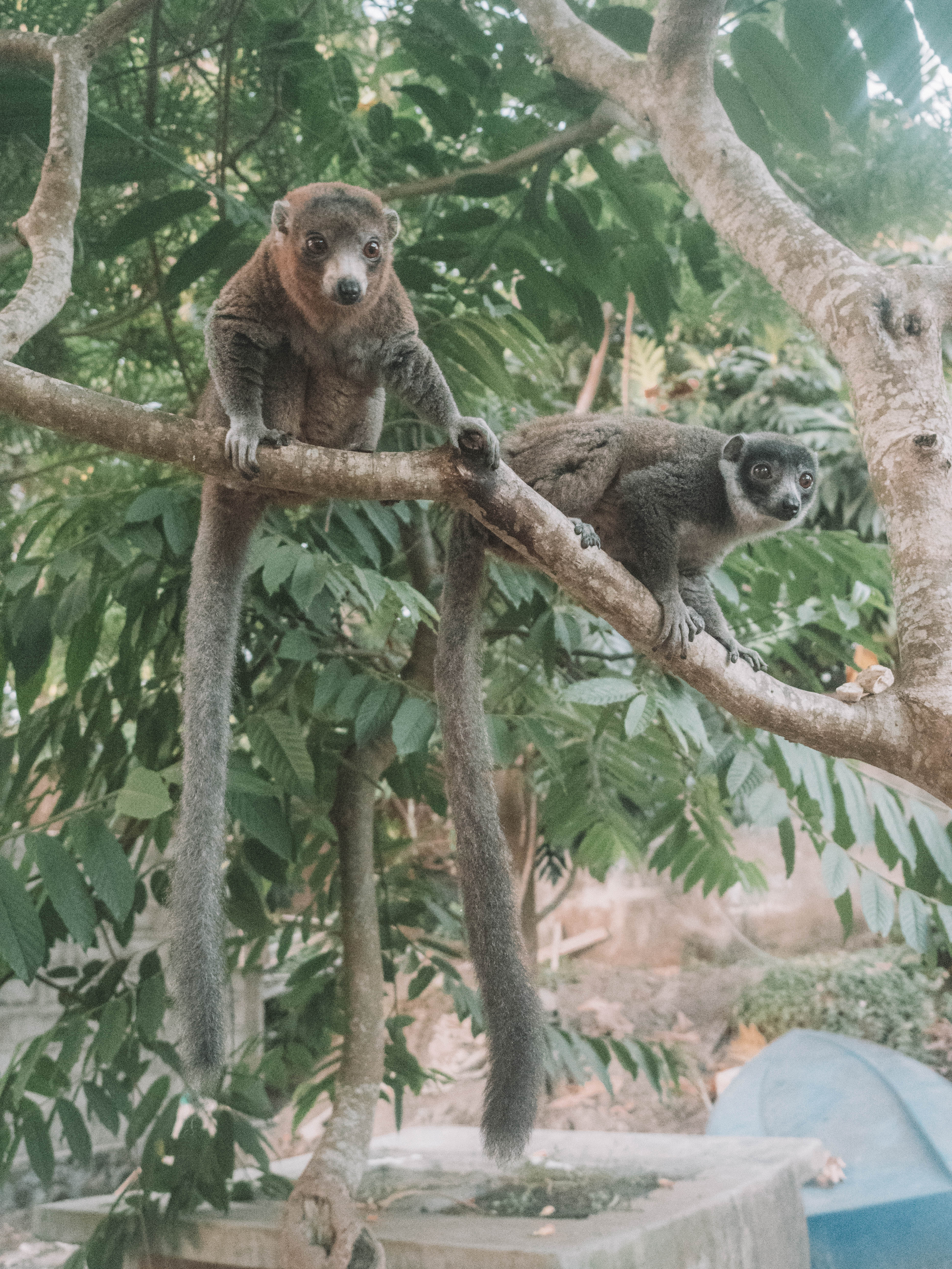 comoros-moheli-travel-blog-laka-lodge-scuba-diving-backpacking-travelling-the-world-solo