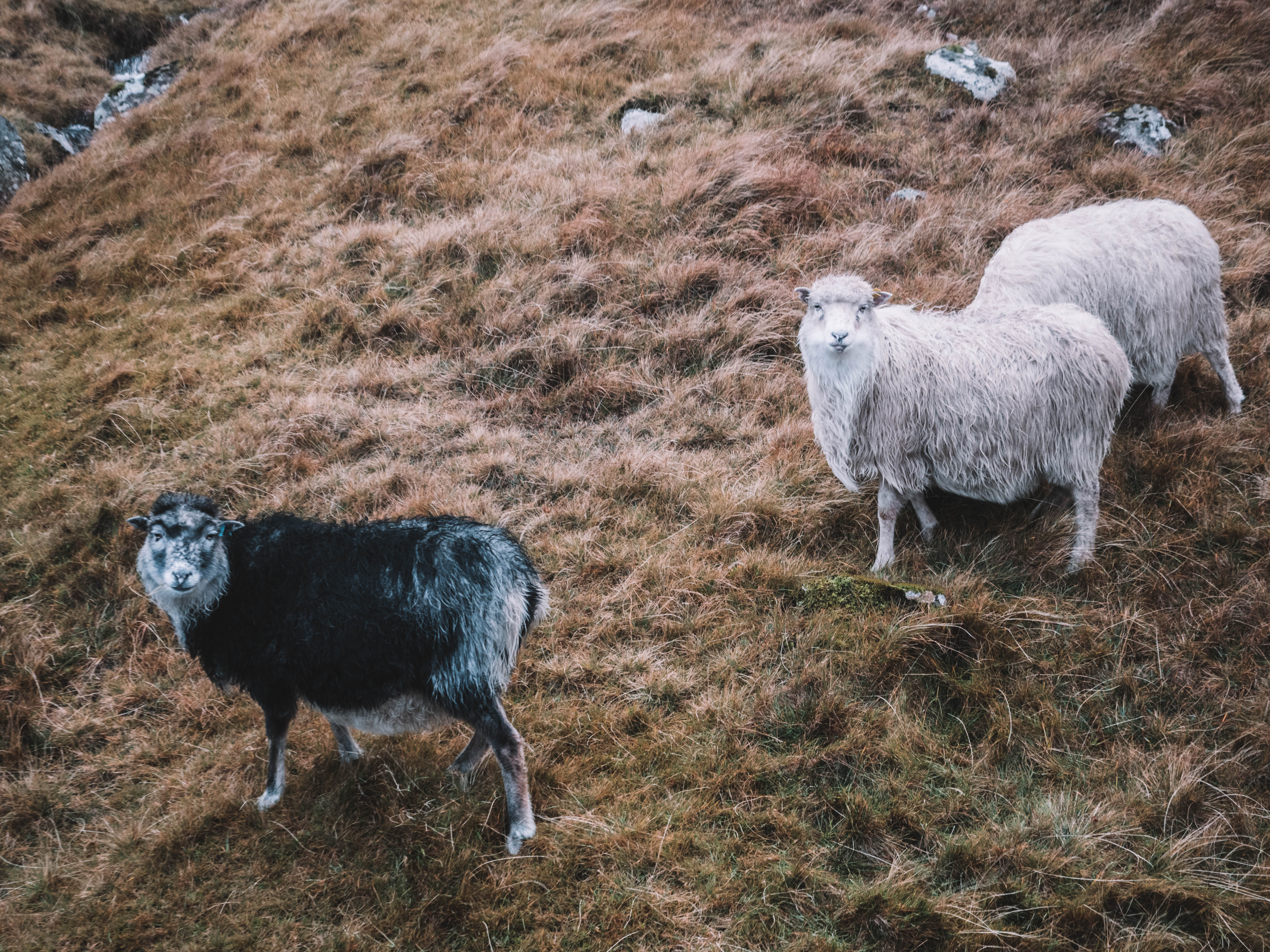 faroe-islands-travel-blog-road-trip-travelling-the-world-solo