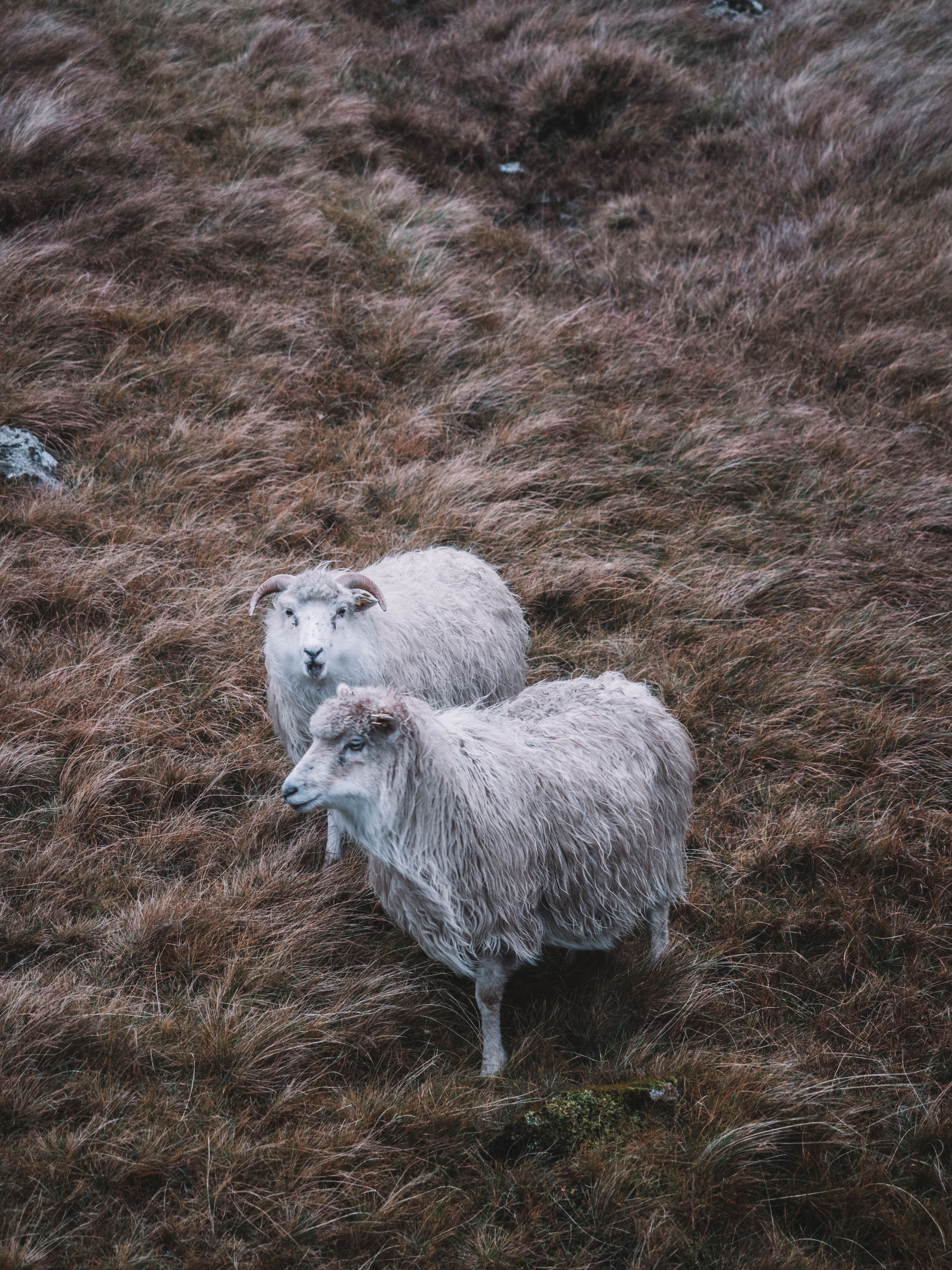 faroe-islands-travel-blog-road-trip-travelling-the-world-solo