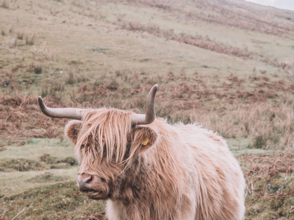 Isle of Skye Travel Blog: Highland Cow
