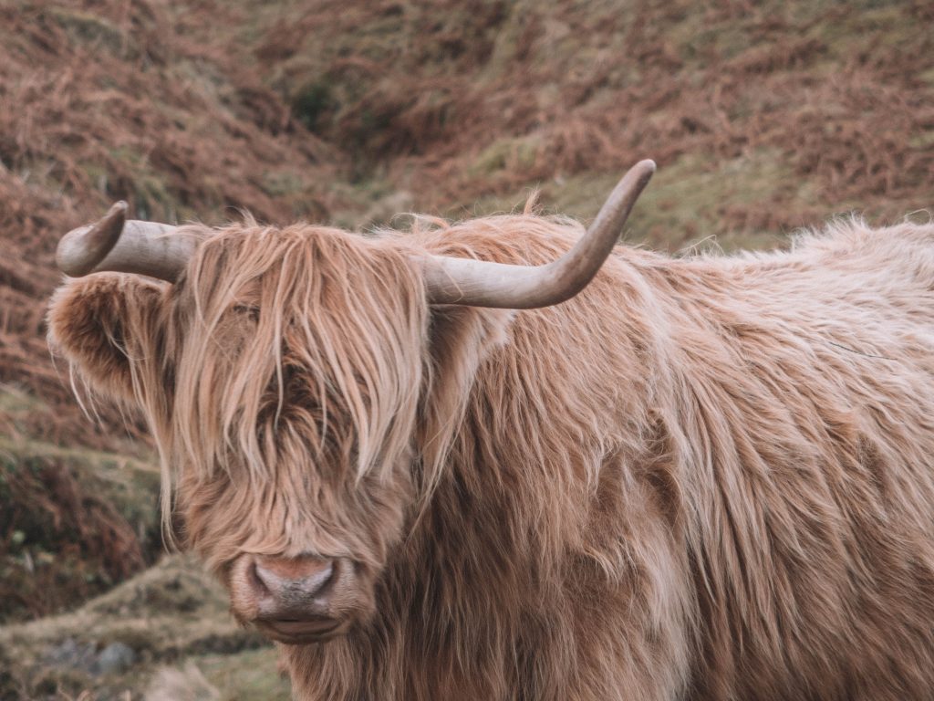 Isle of Skye Travel Blog: Highland Cow