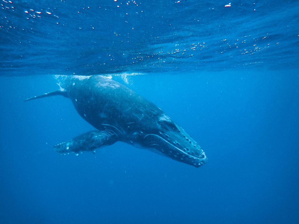 tonga-ha'apai-swimming-humpback-whales-with-sea-change-what-its-like-travel-blog