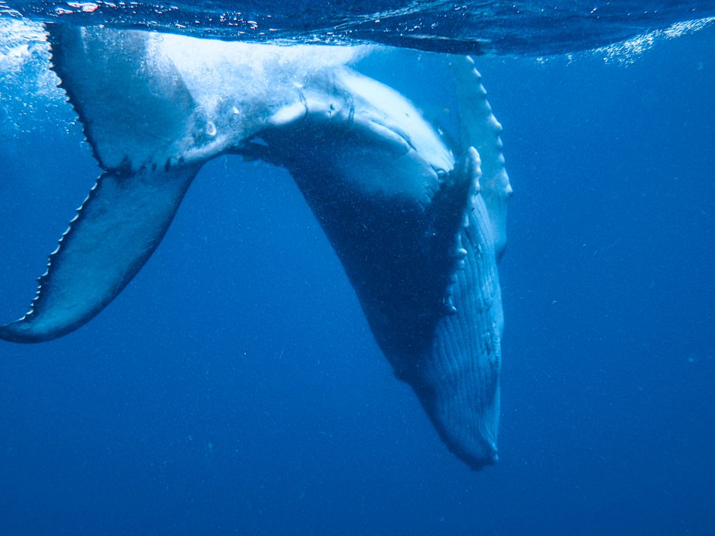 tonga-ha'apai-swimming-humpback-whales-with-sea-change-what-its-like-travel-blog
