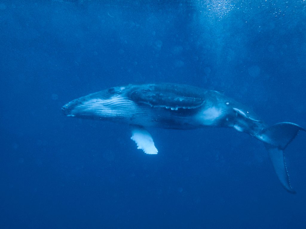 tonga-ha'apai-swimming-humpback-whales-with-sea-change-what-its-like-travel-blog