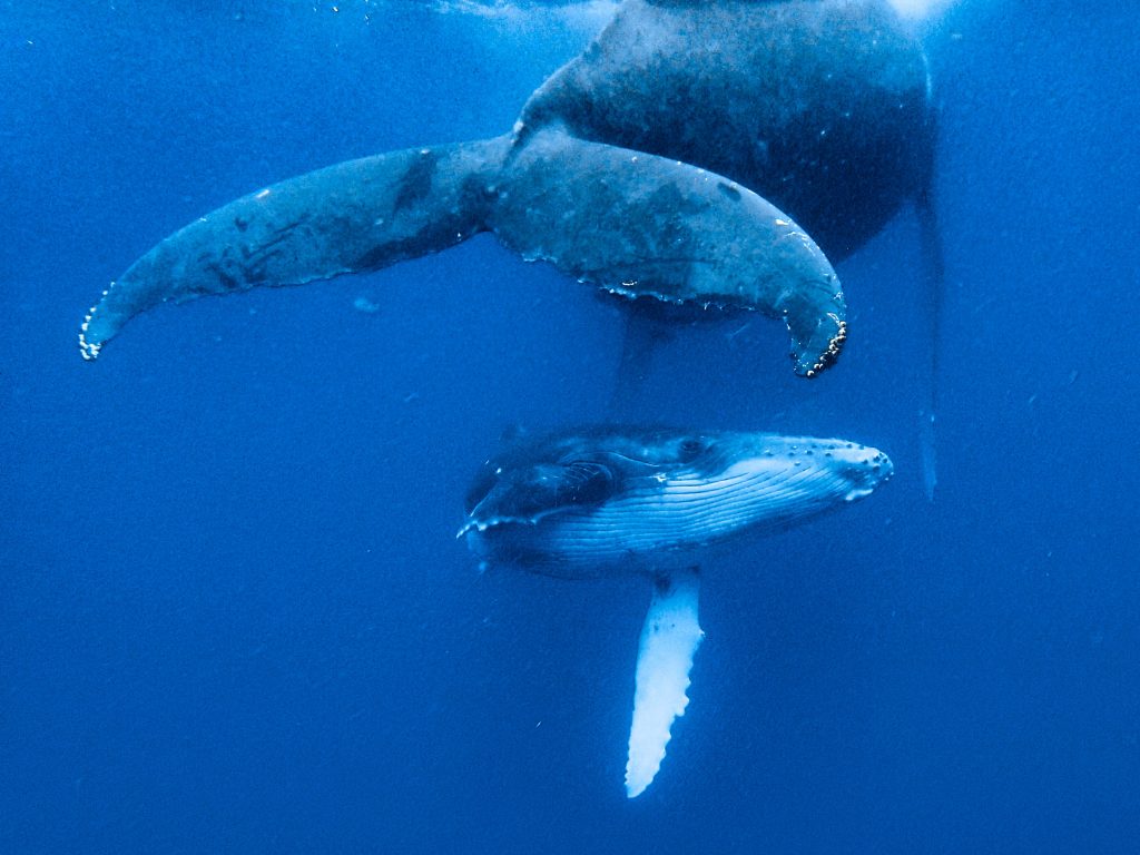 tonga-ha'apai-swimming-humpback-whales-with-sea-change-what-its-like-travel-blog