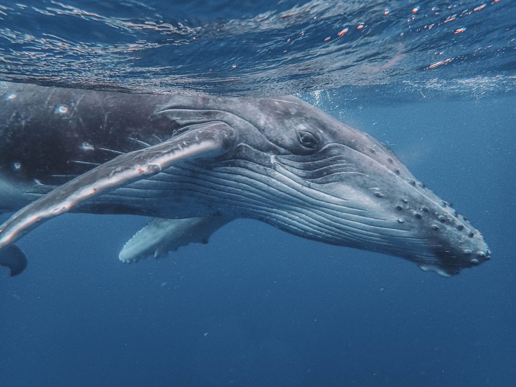 tonga-ha'apai-swimming-humpback-whales-with-sea-change-what-its-like-travel-blog