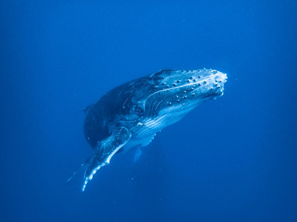 tonga-ha'apai-swimming-humpback-whales-with-sea-change-what-its-like-travel-blog