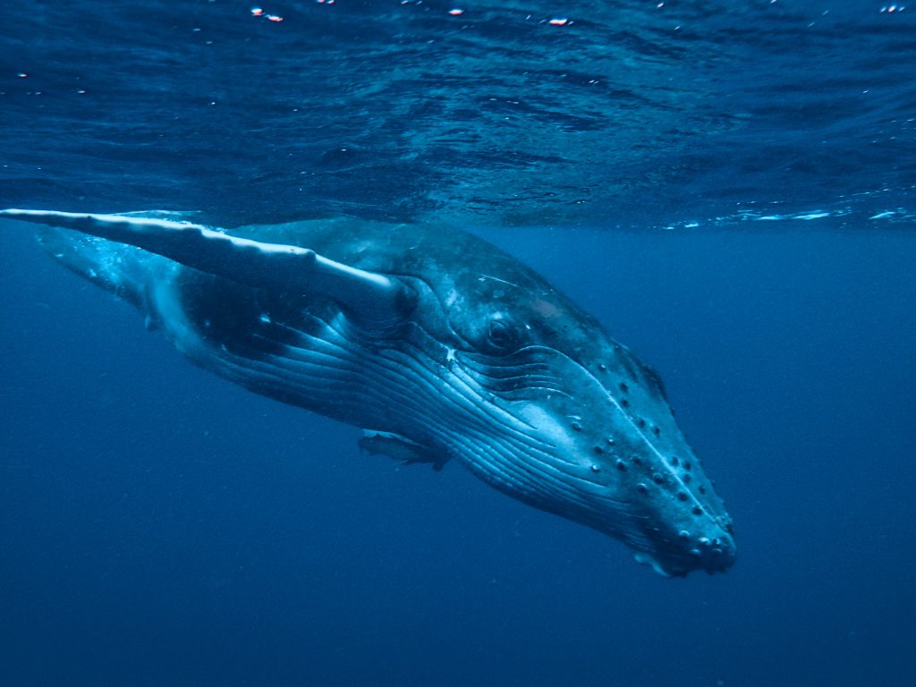 tonga-ha'apai-swimming-humpback-whales-with-sea-change-what-its-like-travel-blog
