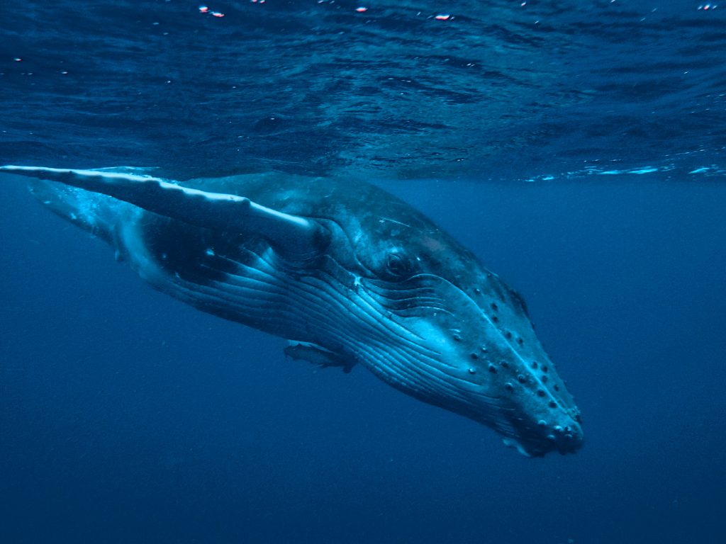 tonga-ha'apai-swimming-humpback-whales-with-sea-change-what-its-like-travel-blog