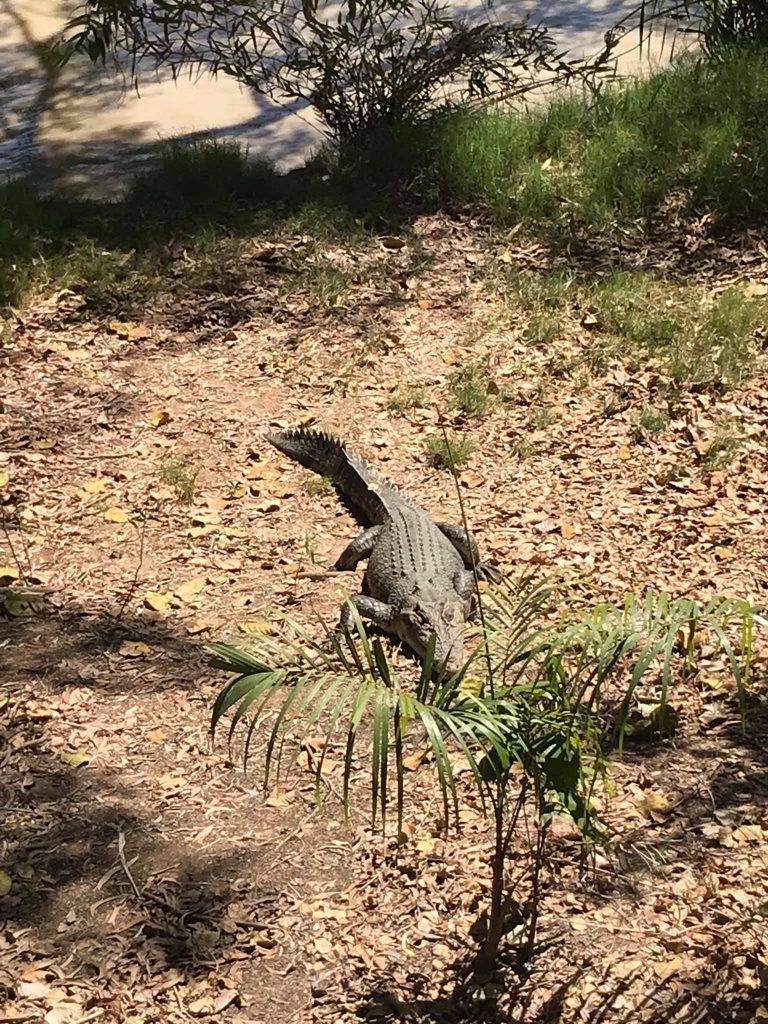 darwin-helicopter-pub-crawl-blog-travel-northern-territory-australia