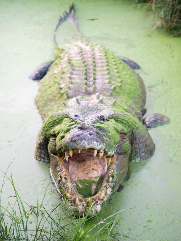 Top-End-Safari-Camp-Darwin-Northern-Territory-Outback-Australia