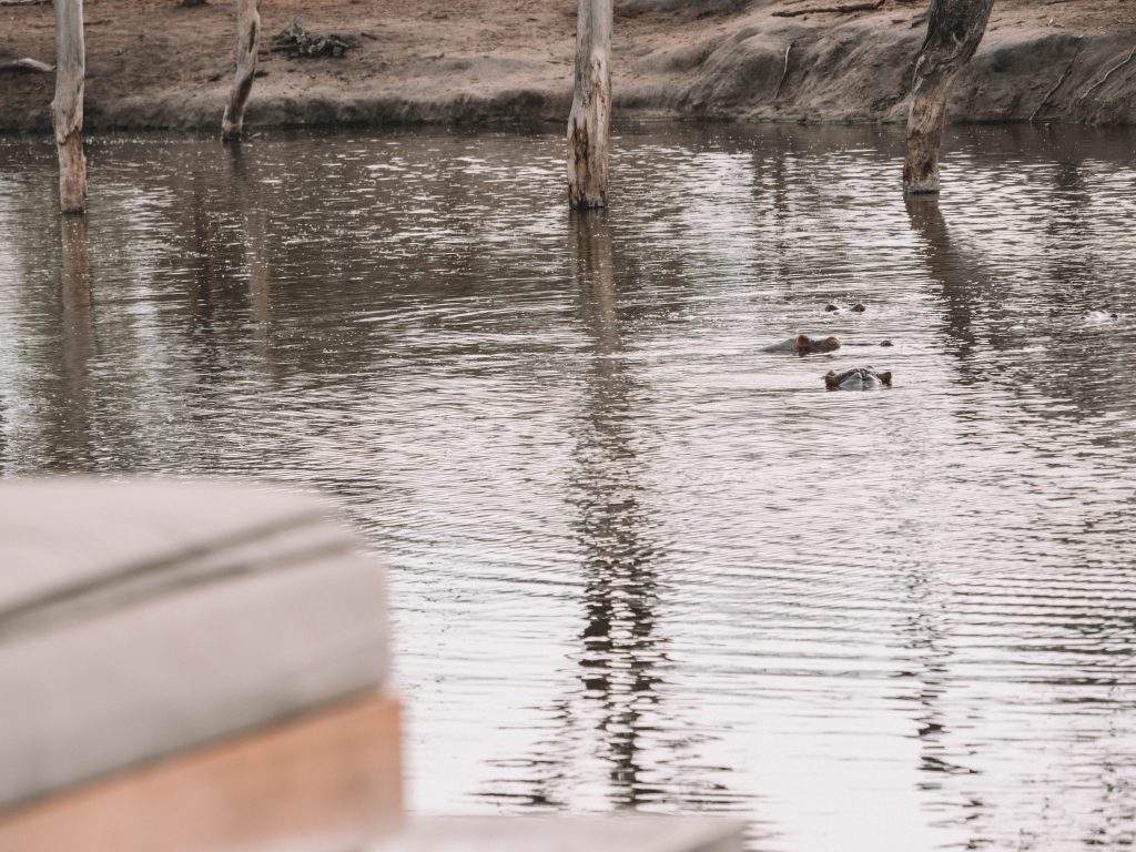 Cheetah-Plains-Travel-Blog-Sabi-Sands-South-Africa-Safari-Luxury
