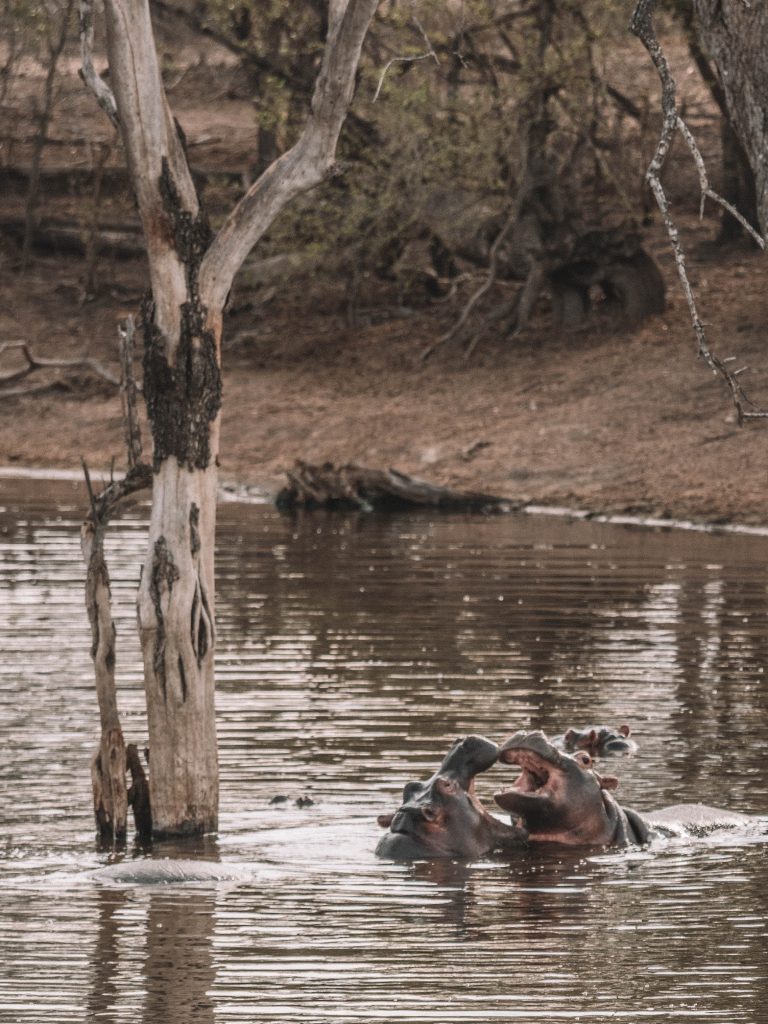 Cheetah-Plains-Travel-Blog-Sabi-Sands-South-Africa-Safari-Luxury