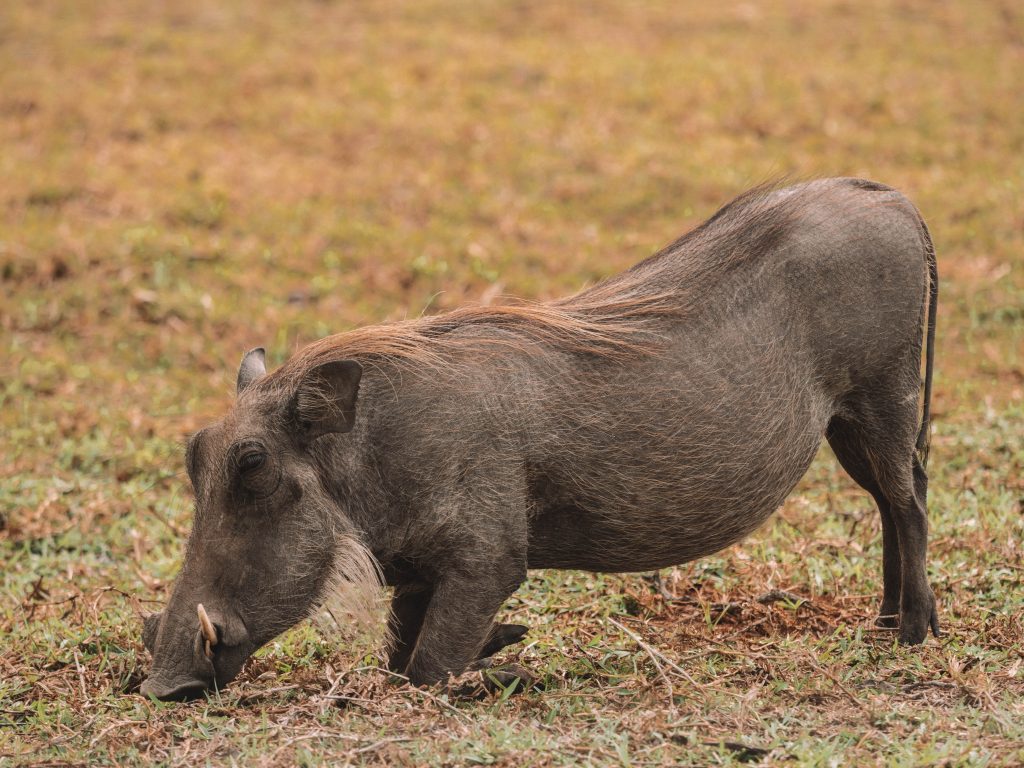 Cheetah-Plains-Travel-Blog-Sabi-Sands-South-Africa-Safari-Luxury