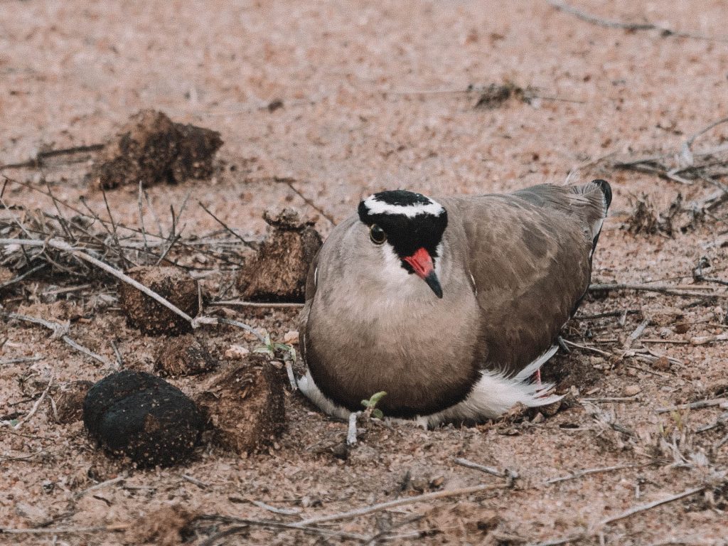 Cheetah-Plains-Travel-Blog-Sabi-Sands-South-Africa-Safari-Luxury