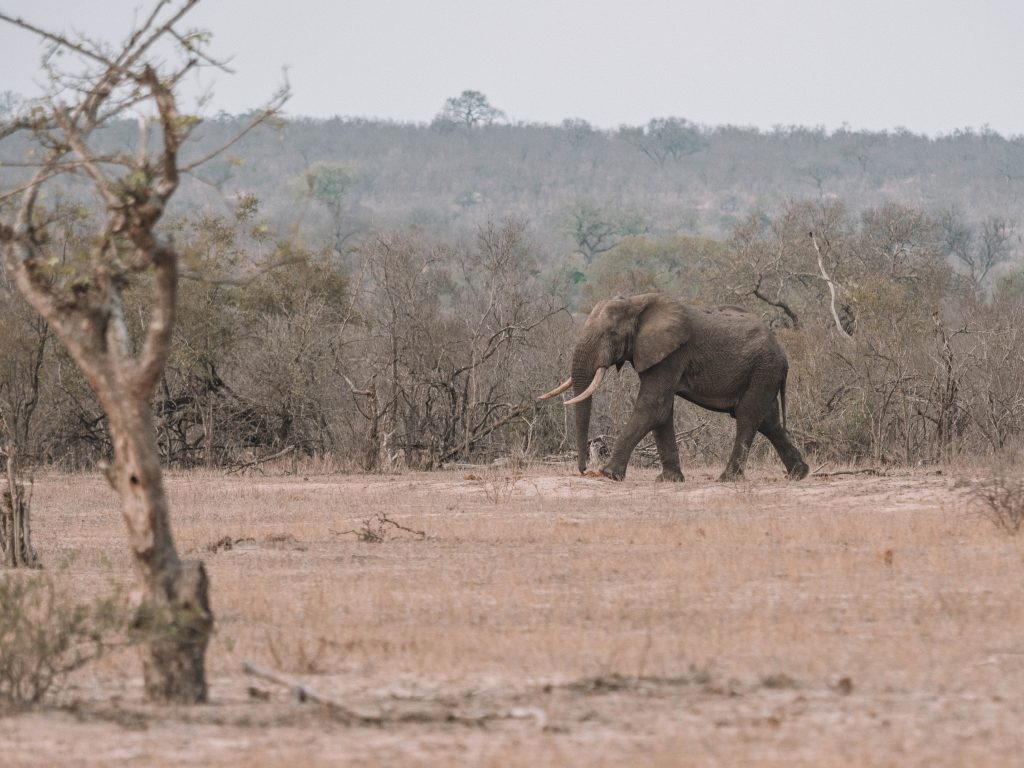 Cheetah-Plains-Travel-Blog-Sabi-Sands-South-Africa-Safari-Luxury